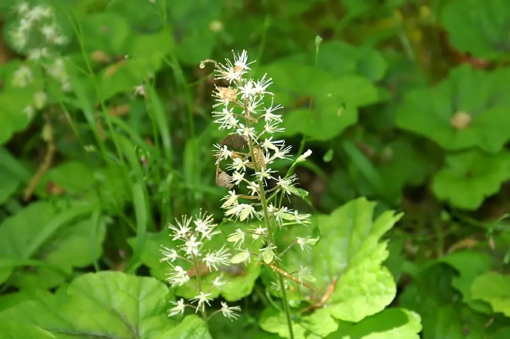 Foamflower (Tiarella Cordifolia) — well-drained soil with high organic content; and it performs admirably in USDA hardiness zones 3 through 8, image 107