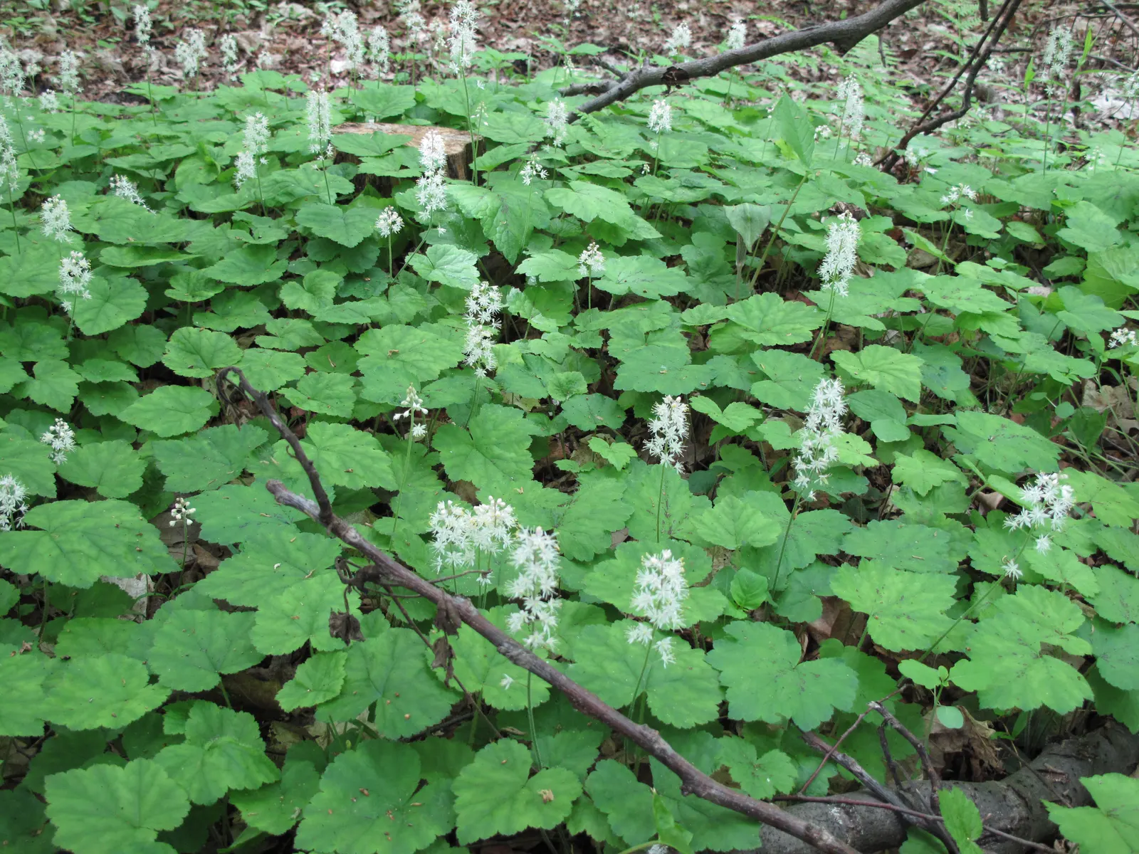Foamflower (Tiarella Cordifolia) — white flowers in the garden; approximately 3 to 4 inches in height