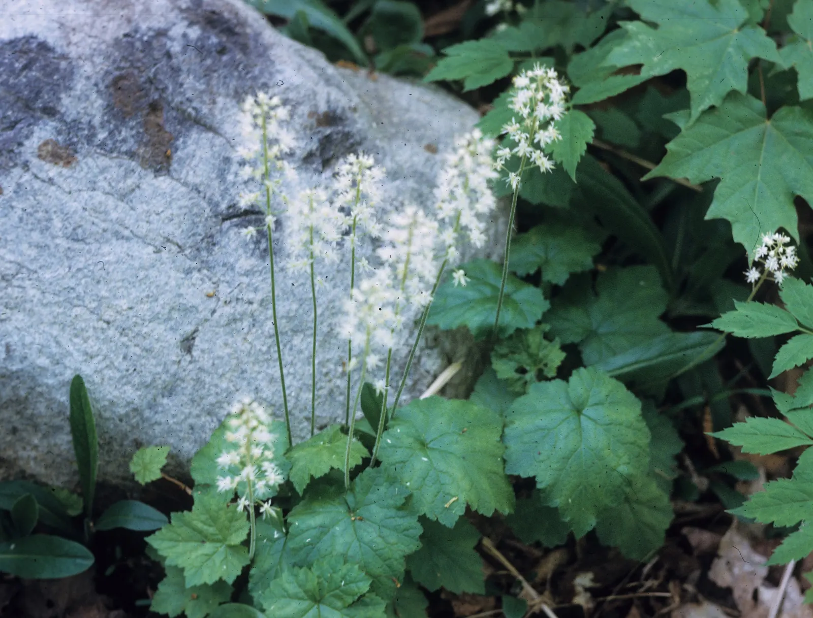 Foamflower (Tiarella Cordifolia) — When informing clients about this plant