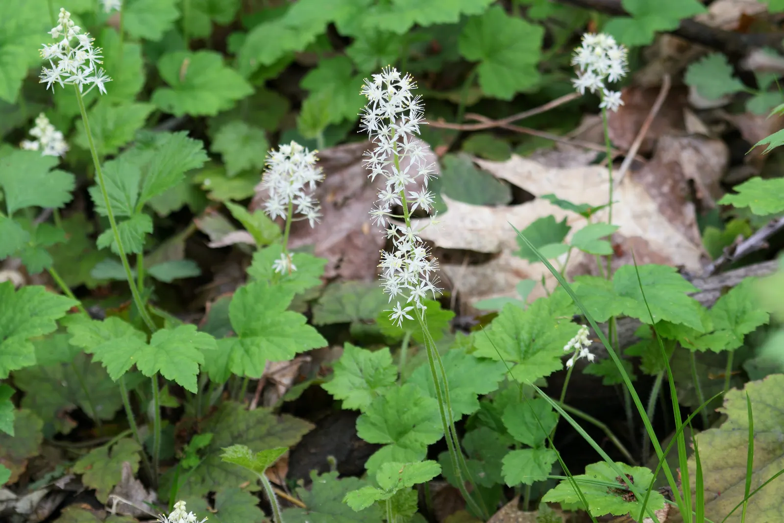 Foamflower (Tiarella Cordifolia) — The foliage provides a robust backdrop