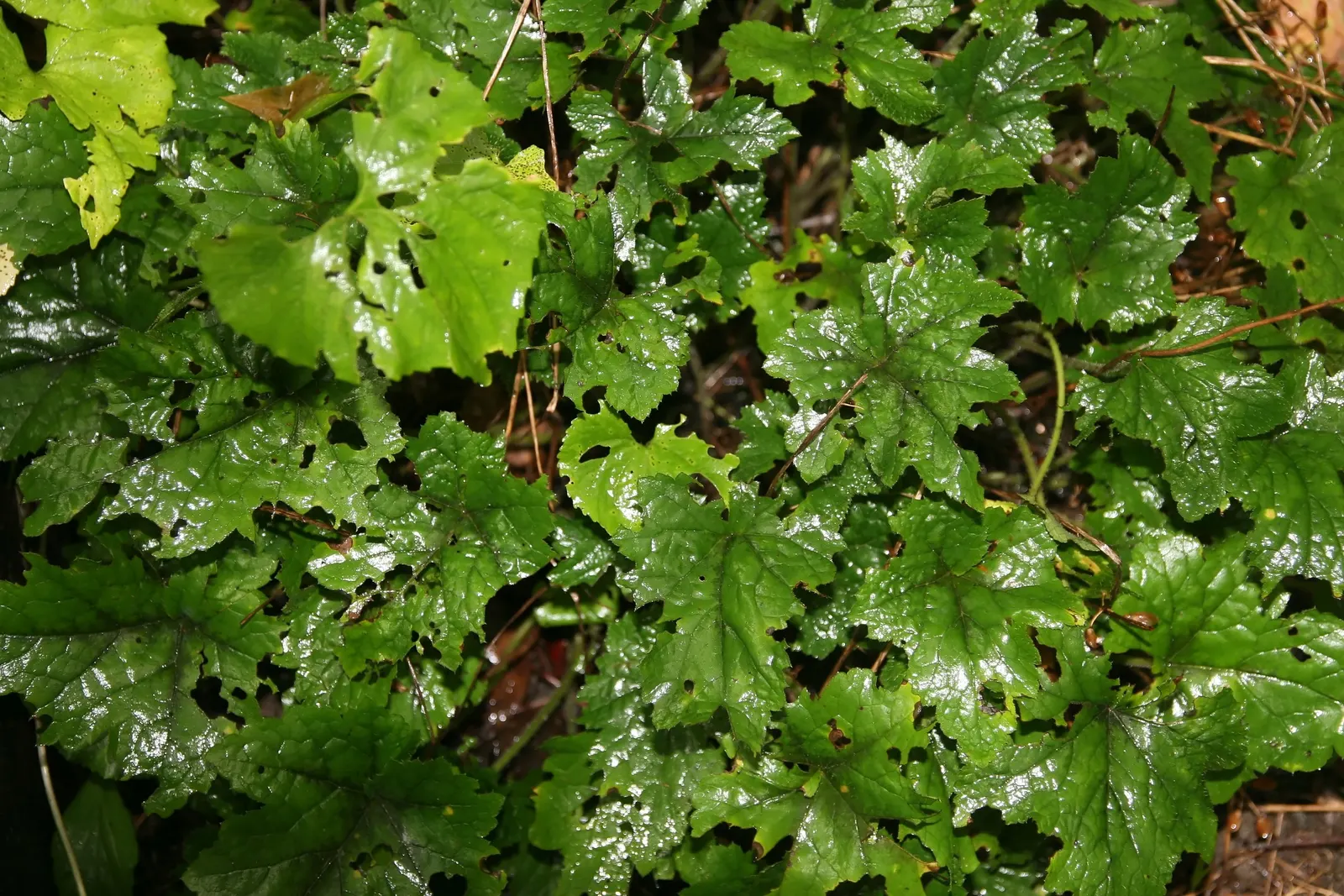 Foamflower (Tiarella Cordifolia) — Its heart-shaped leaves and frothy white flowers create a carpet of texture; the foliage provides a robust backdrop