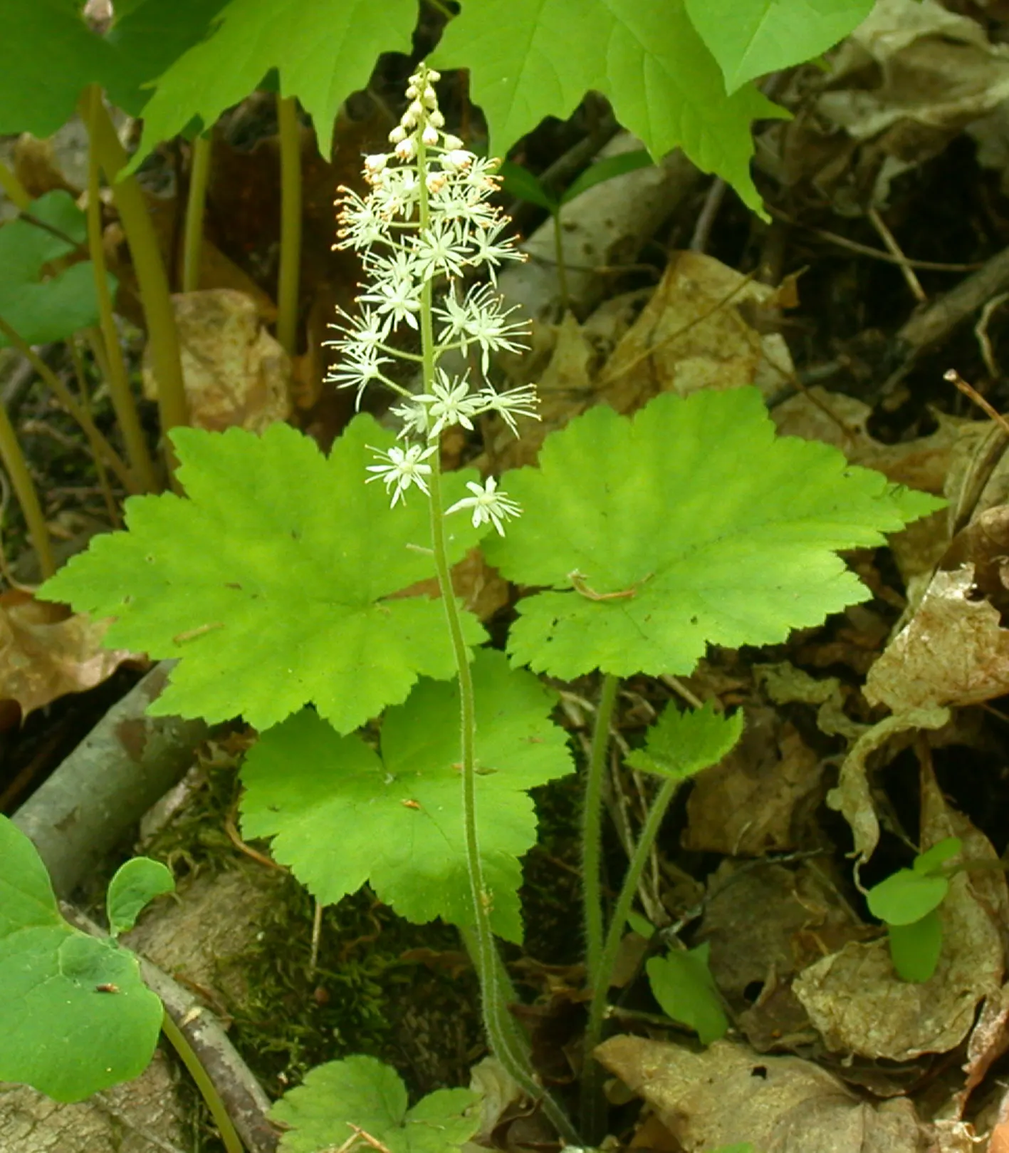 Foamflower (Tiarella Cordifolia) — often with striking variegated patterns that can range from green with deep purple veining to a more solid