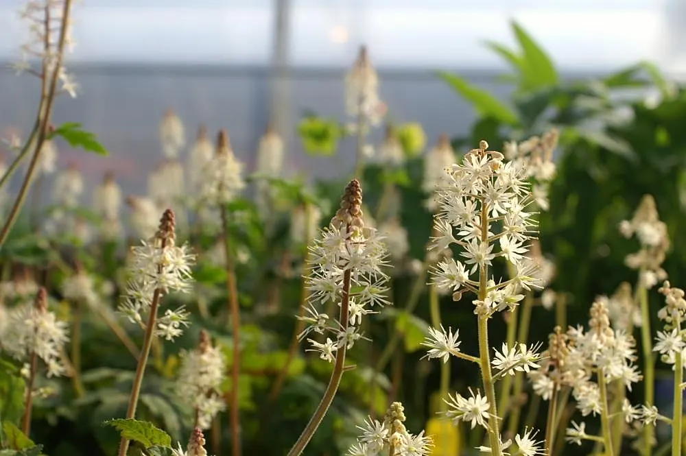 Foamflower (Tiarella Cordifolia) — The foliage provides a robust backdrop; these creamy white to pale pink blossoms cluster along the spikes and resemble a