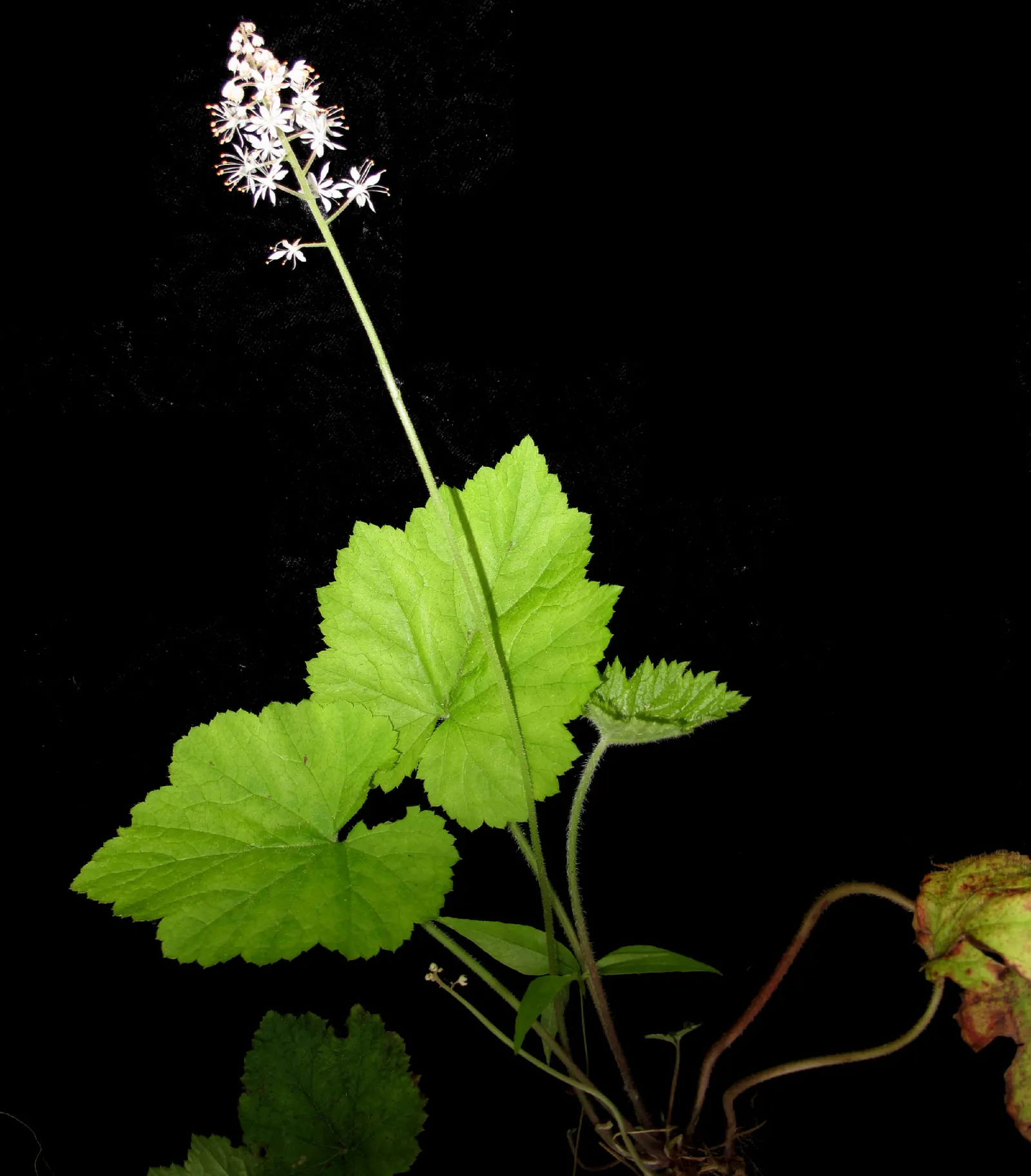 Foamflower (Tiarella Cordifolia) — hearty leaves below and providing a soft textural contrast within the landscape design; ground cover / perennial /