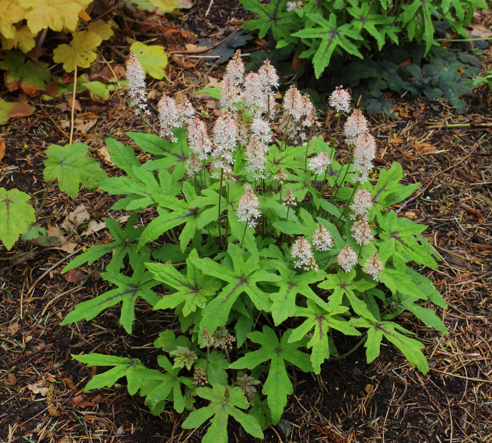 Foamflower (Tiarella Cordifolia) — the Foamflower is an ideal choice for understory plantings or as an accent in woodland gardens; foam-like, image 77