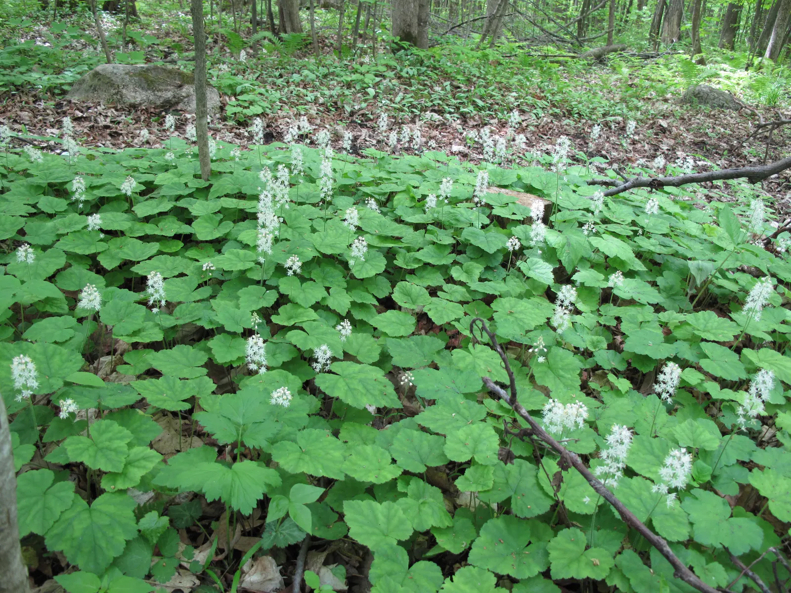 Foamflower (Tiarella Cordifolia) — ground cover / perennial / wildflower with white blooms; the Foamflower is an ideal choice for understory plantings or as an