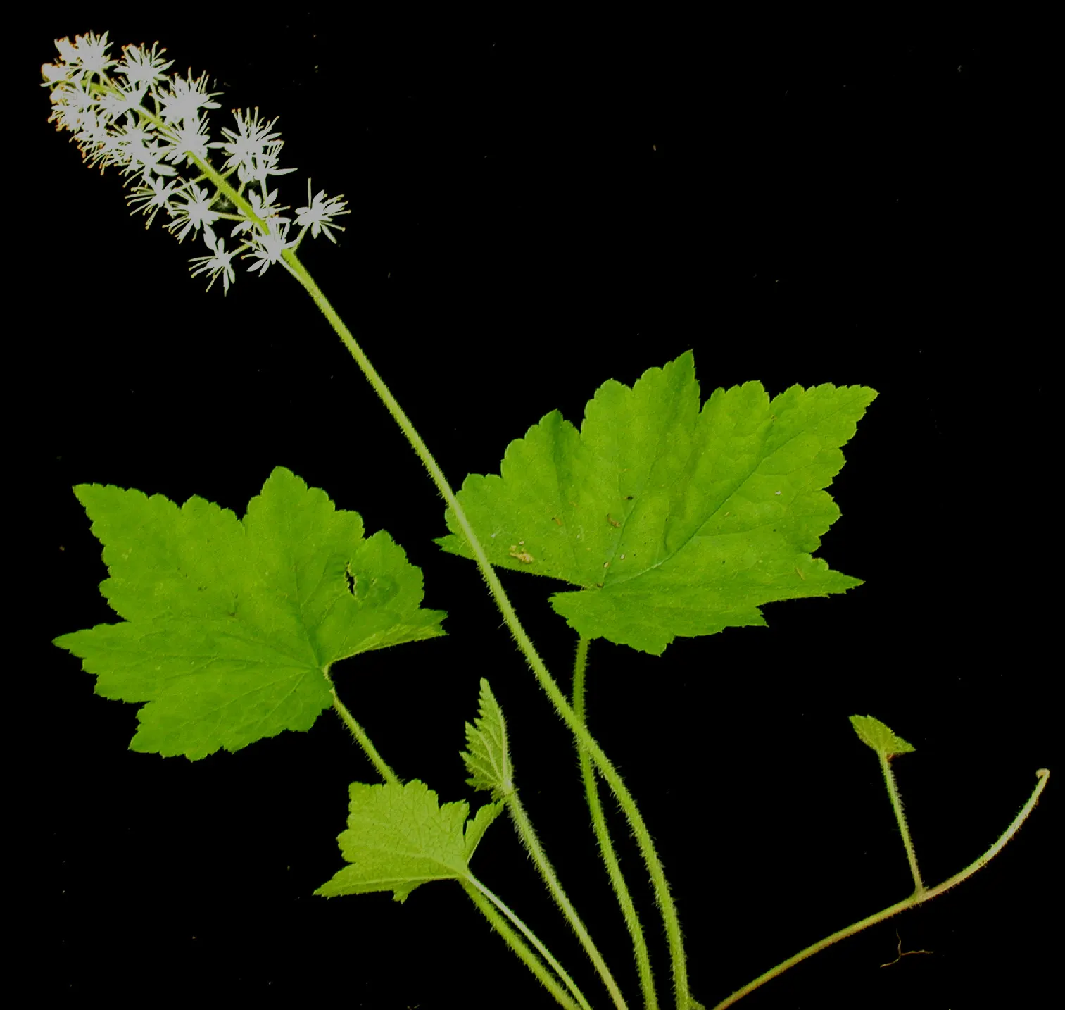 Foamflower (Tiarella Cordifolia) — and can spread freely to form colonies up to 12 inches wide; the Tiarella cordifolia, commonly known as Foamflower, is a