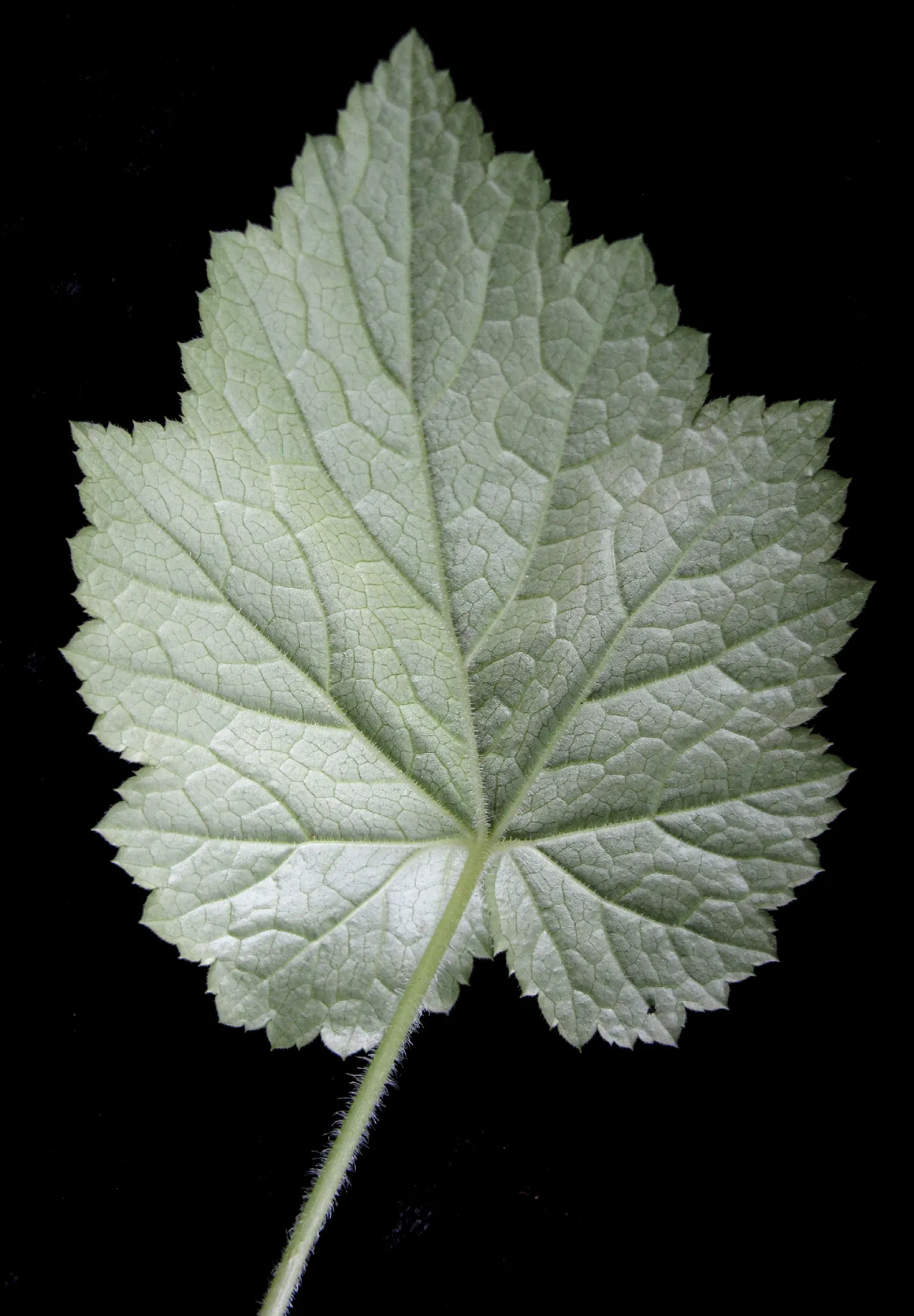 Foamflower (Tiarella Cordifolia) — The Foamflower, or Tiarella cordifolia, is a charming perennial native to the woodlands of North America; hearty, image 94
