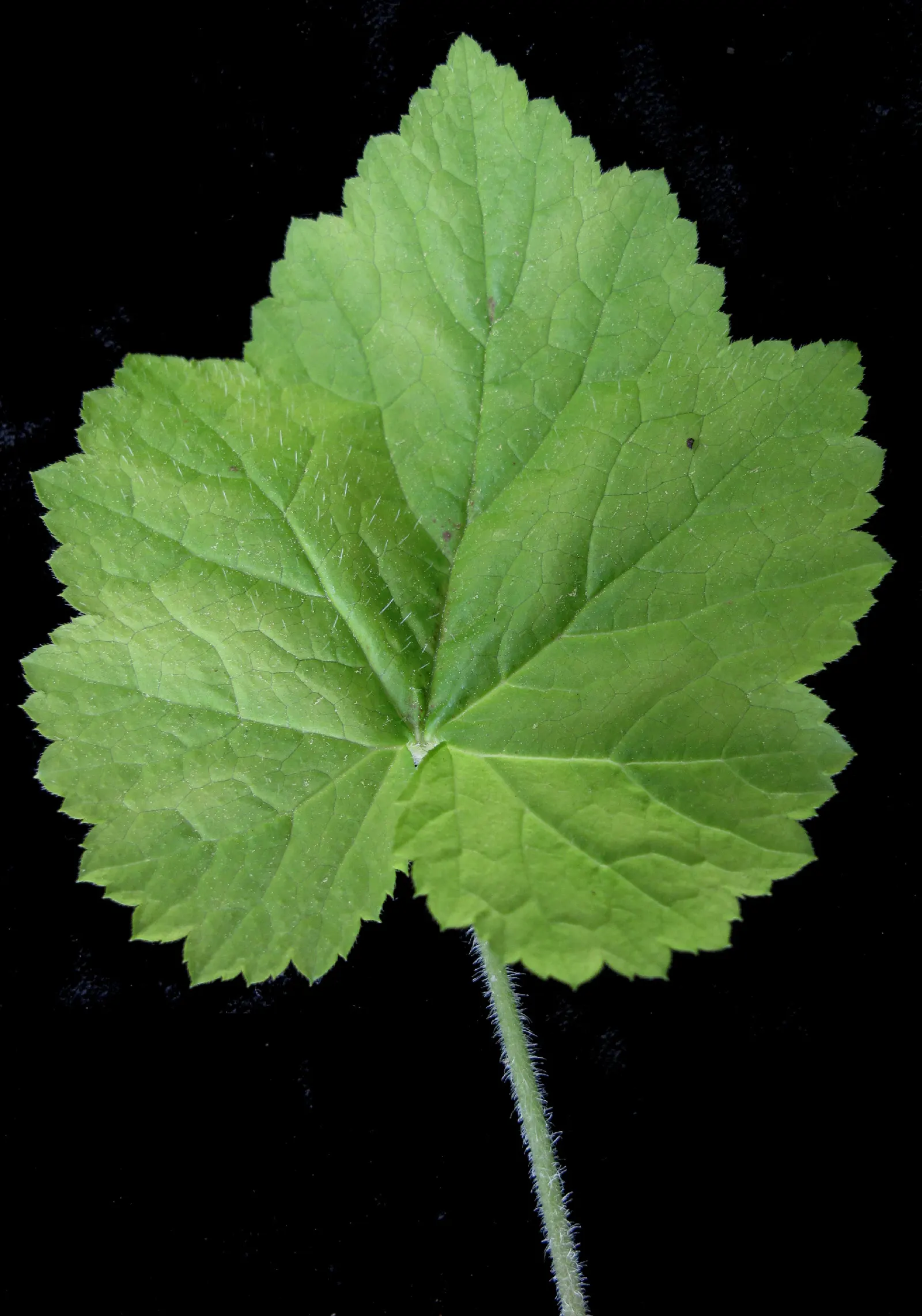 Foamflower (Tiarella Cordifolia) — It requires minimal maintenance and is relatively pest-free; often with striking variegated patterns that can, image 122