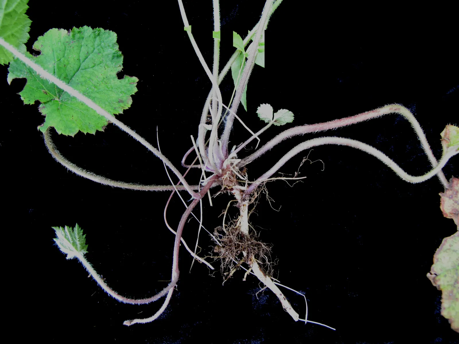Foamflower (Tiarella Cordifolia) — highlight its ease of care and its capacity to attract pollinators like bees; white flowers in the garden, image 112