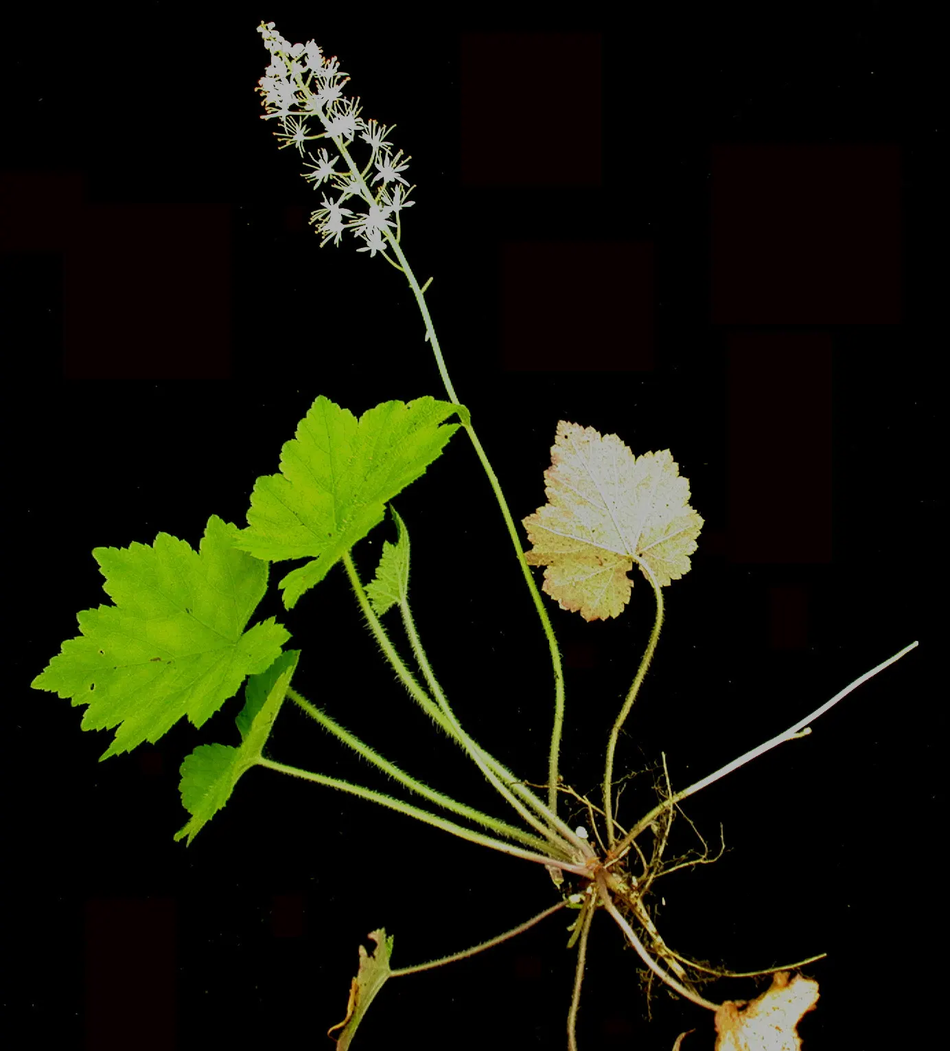 Foamflower (Tiarella Cordifolia) — approximately 3 to 4 inches in height; with some varieties displaying a bronze hue in fall, image 70