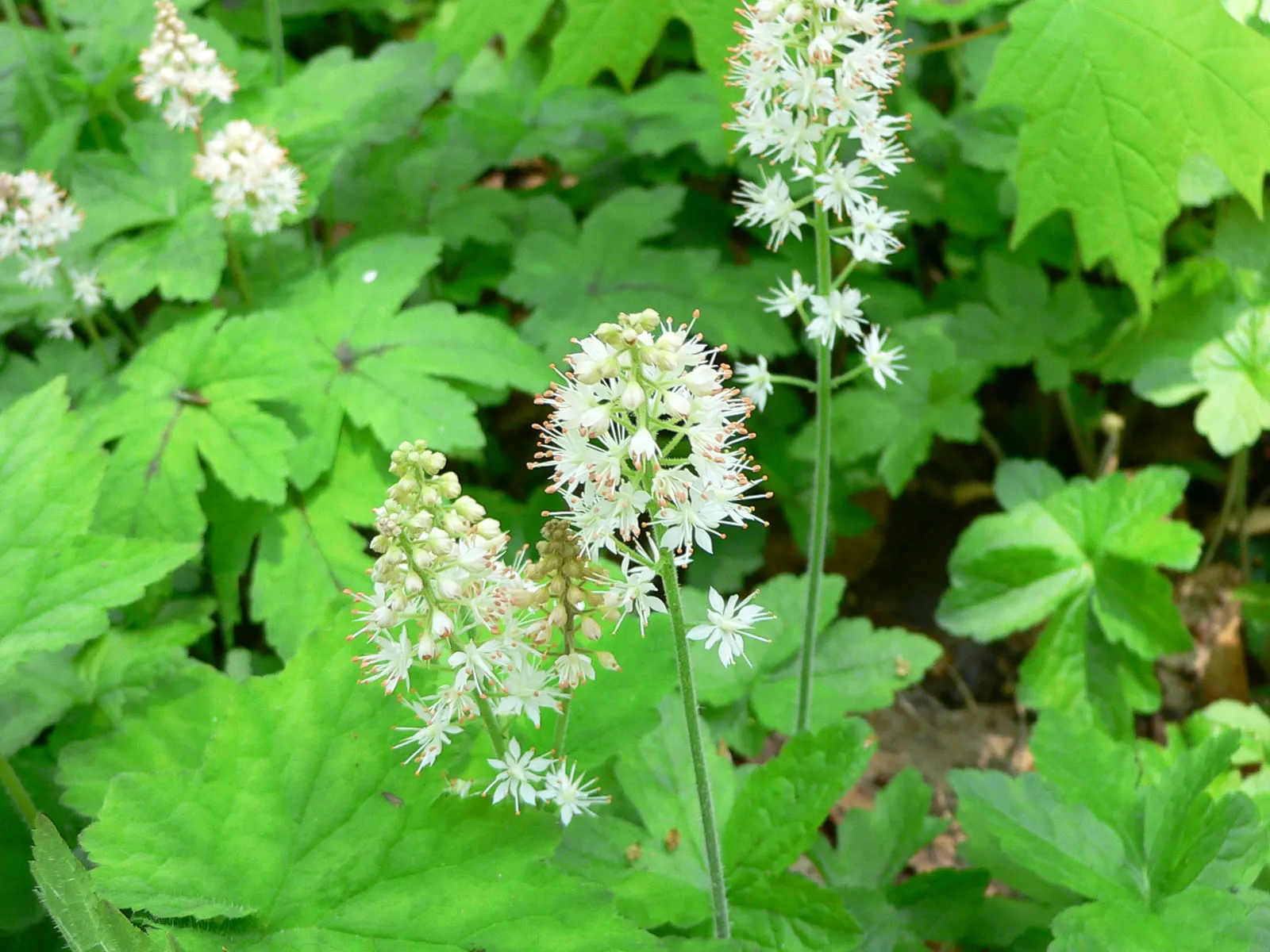Foamflower (Tiarella Cordifolia) — The foliage provides a robust backdrop; these creamy white to pale pink blossoms cluster along the spikes and, image 69