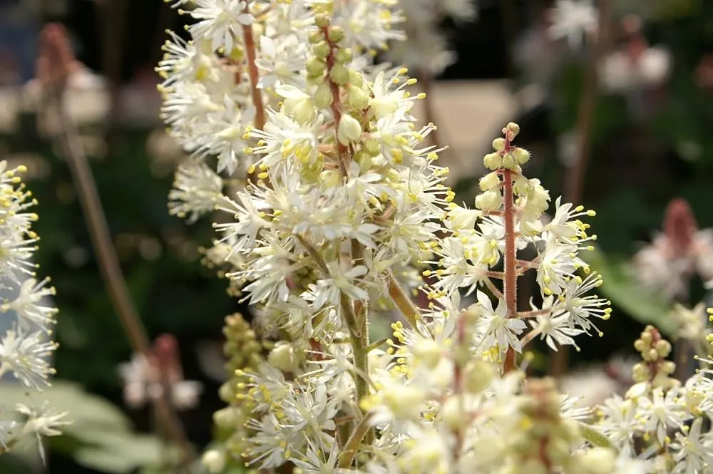 Foamflower (Tiarella Cordifolia) — It requires minimal maintenance and is relatively pest-free