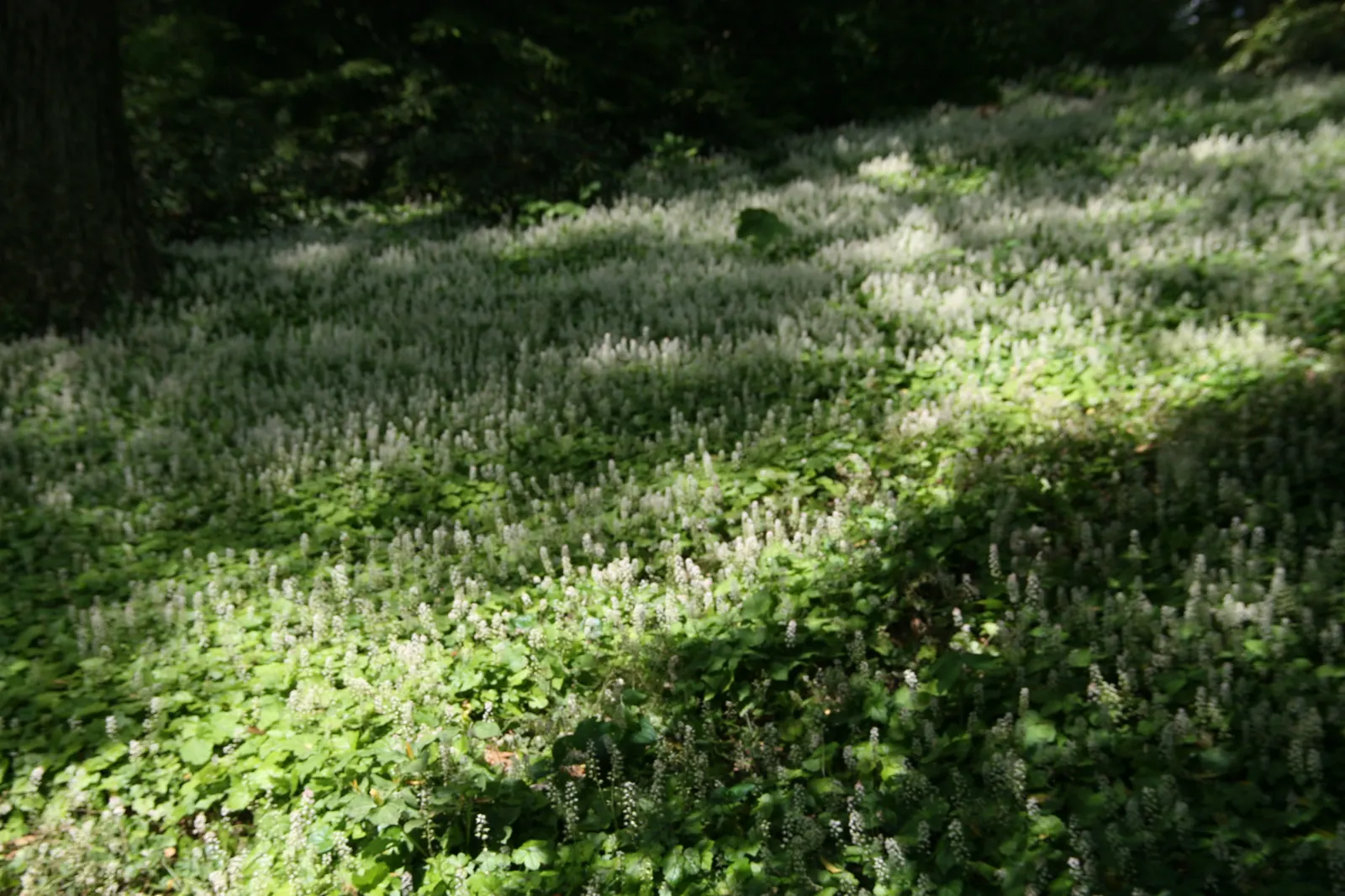Foamflower (Tiarella Cordifolia) — approximately 3 to 4 inches in height; with some varieties displaying a bronze hue in fall