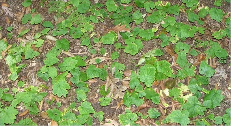 Foamflower (Tiarella Cordifolia) — with some varieties displaying a bronze hue in fall; and can spread freely to form colonies up to 12 inches wide, image 81