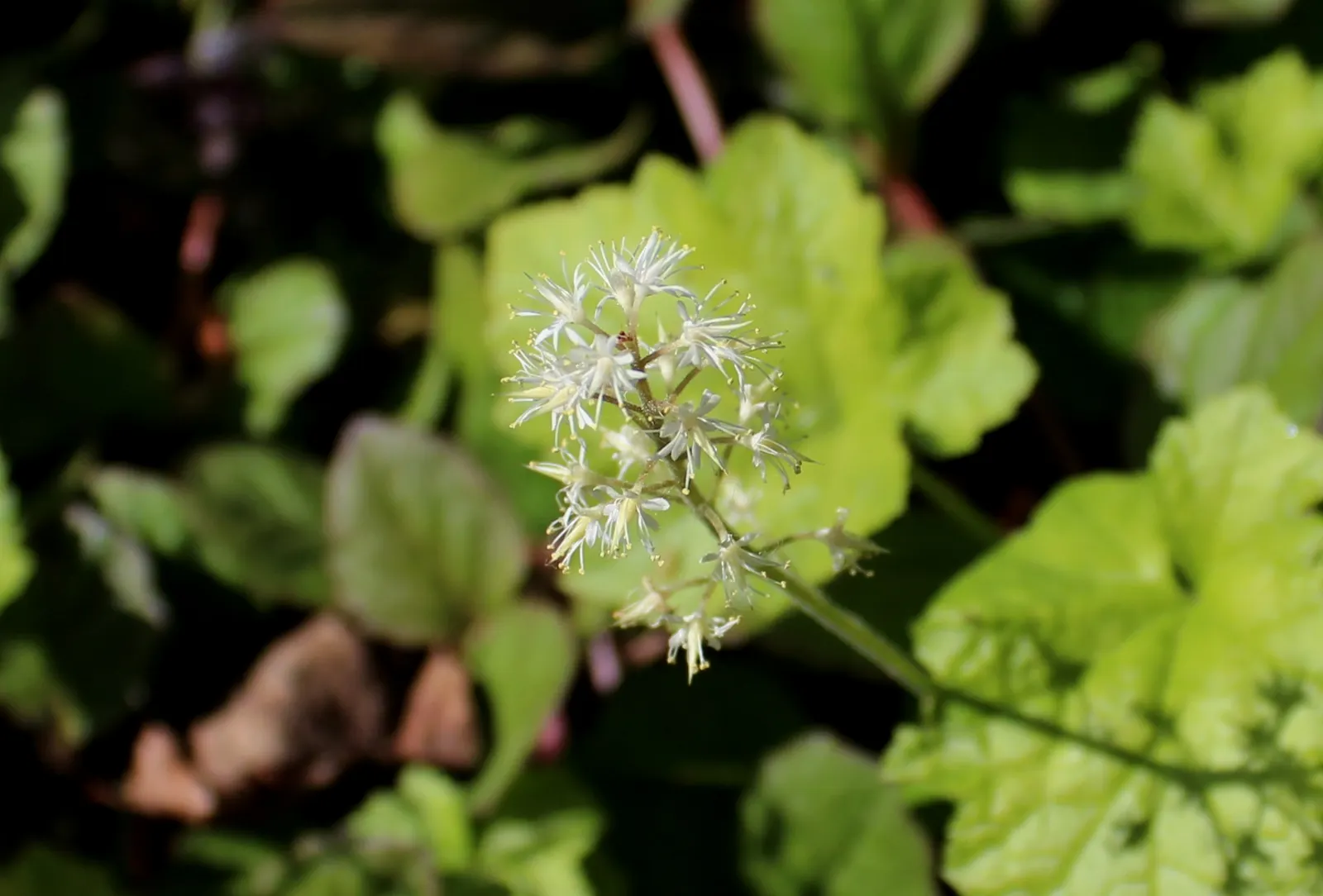 Foamflower (Tiarella Cordifolia) — with blooms reaching up to 12 inches high