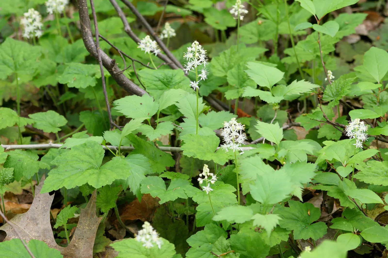 Foamflower (Tiarella Cordifolia) — Ideal for USDA zones 3-8, it thrives in moist, well-drained soil; highlight its ease of care and its capacity to, image 62