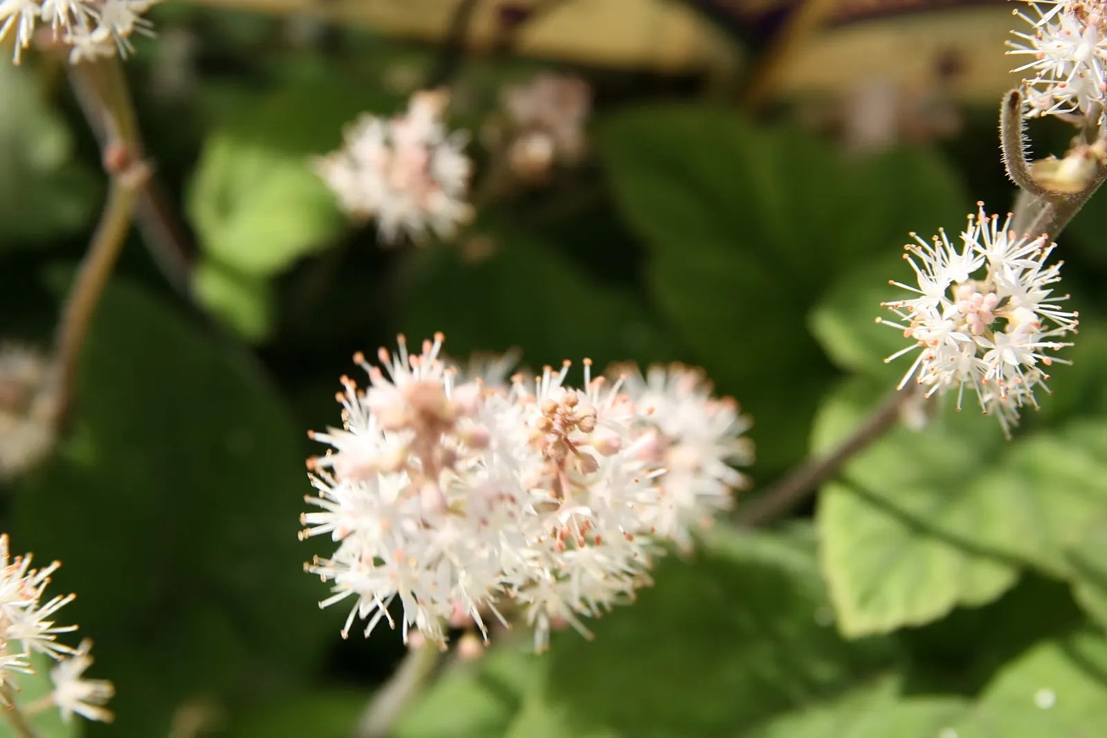 Foamflower (Tiarella Cordifolia) — with blooms reaching up to 12 inches high; <br><br>Flourishing in partial to full shade, image 61