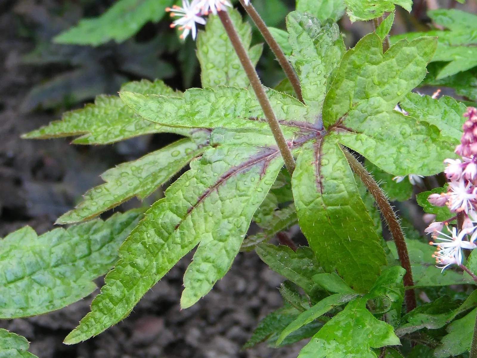 Foamflower (Tiarella Cordifolia) — Foamflower spreads steadily, making it a perfect ground cover that adds a delicate woodland aesthetic; with, image 92