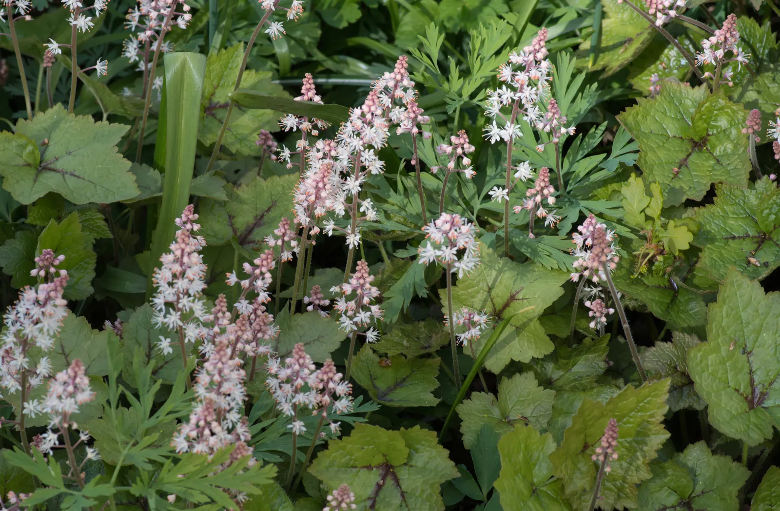 Foamflower (Tiarella Cordifolia) — Its heart-shaped leaves and frothy white flowers create a carpet of texture; the foliage provides a robust, image 60