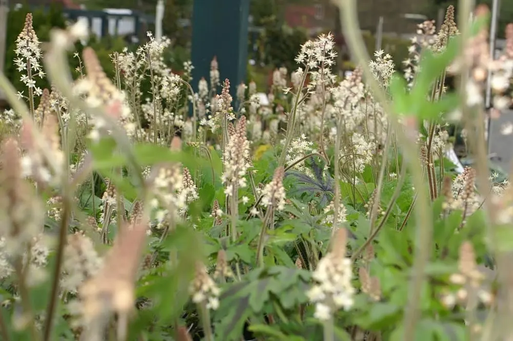 Foamflower (Tiarella Cordifolia) — foam-like flowers that rise above the foliage on slender