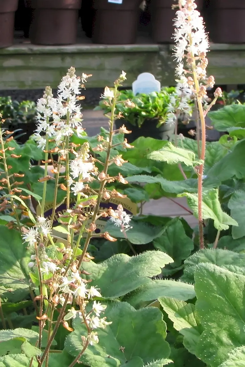 Foamflower (Tiarella Cordifolia) — The Tiarella cordifolia, commonly known as Foamflower, is a charming, shade-loving perennial