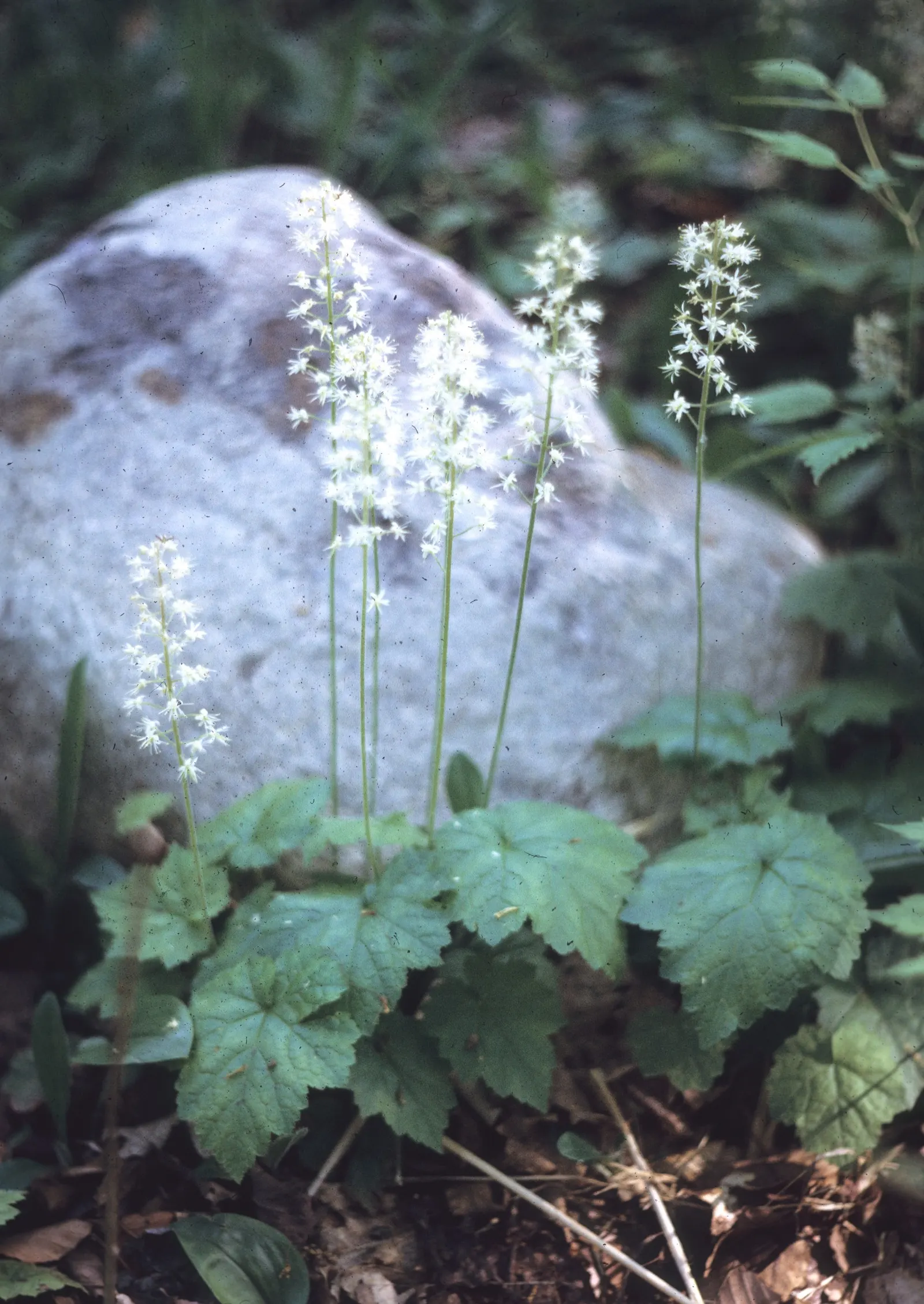 Foamflower (Tiarella Cordifolia) — The Foamflower, or Tiarella cordifolia, is a charming perennial native to the woodlands of North America; hearty leaves