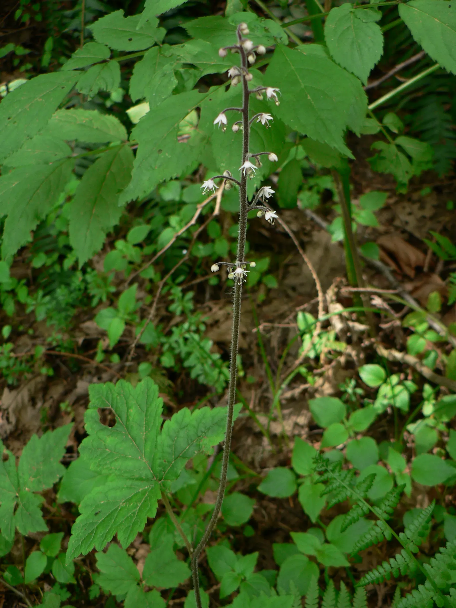 Foamflower (Tiarella Cordifolia) — with some varieties displaying a bronze hue in fall