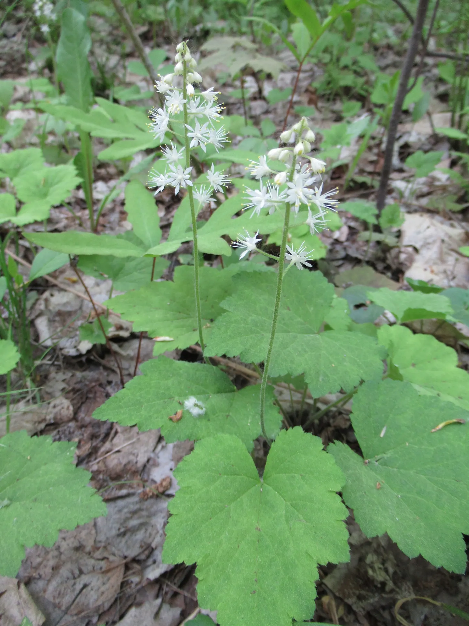 Foamflower (Tiarella Cordifolia) — The Tiarella cordifolia, commonly known as Foamflower, is a charming, shade-loving perennial; ideal for USDA, image 59