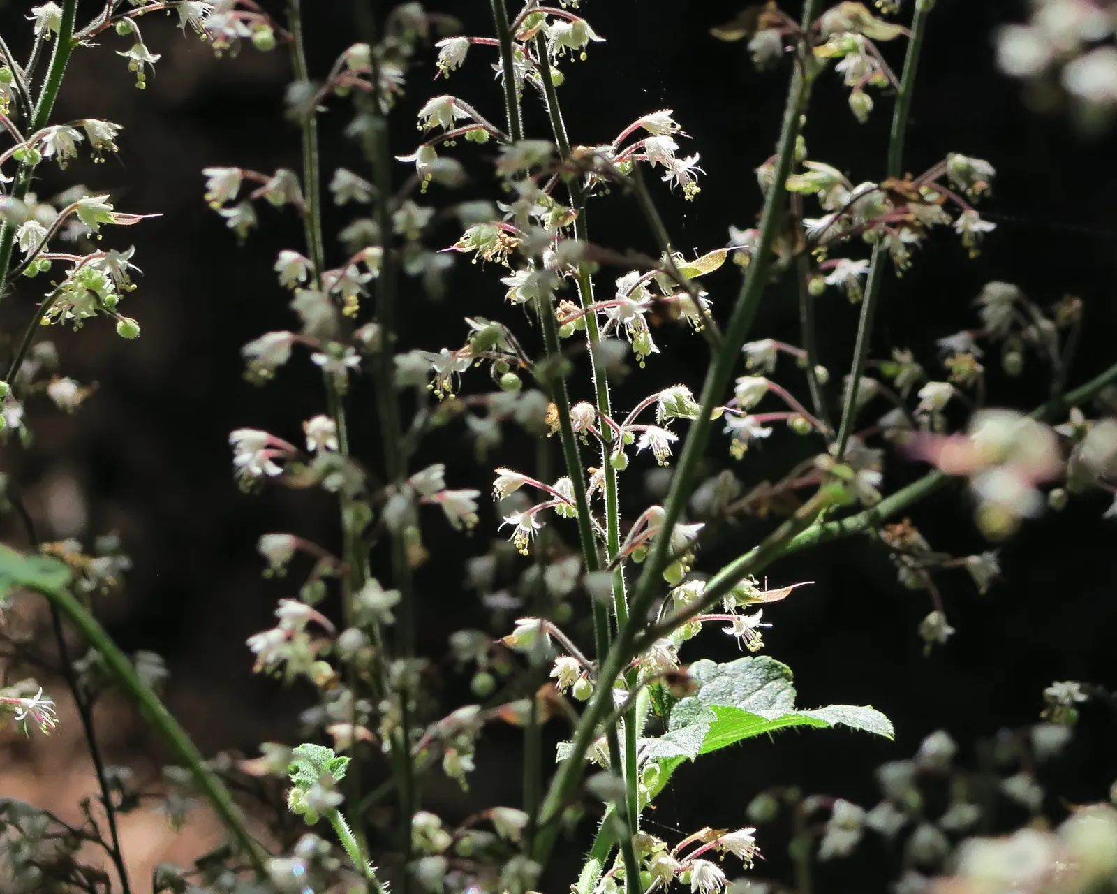 Foamflower (Tiarella Cordifolia) — The foliage provides a robust backdrop; these creamy white to pale pink blossoms cluster along the spikes and, image 98
