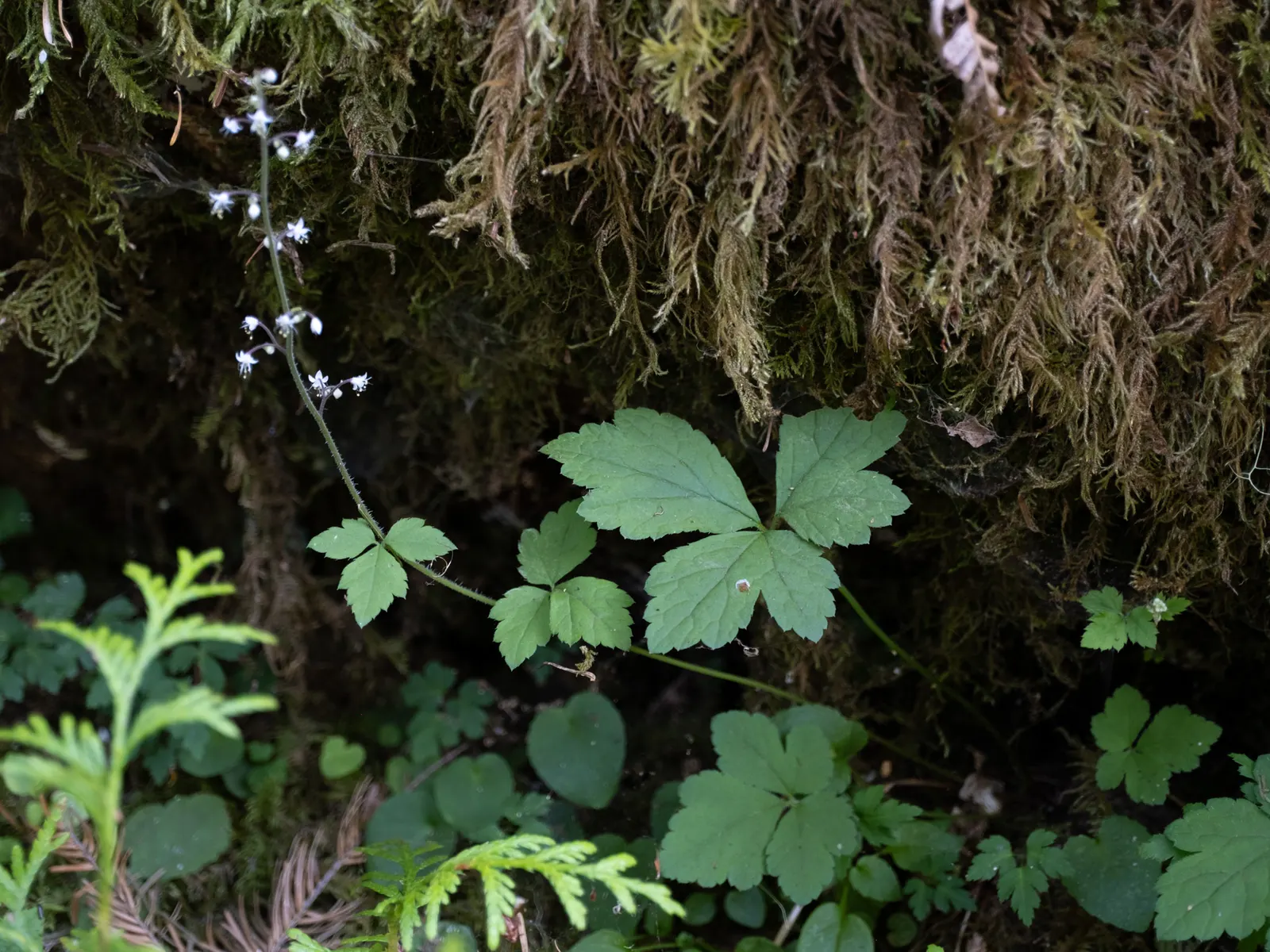 Foamflower (Tiarella Cordifolia) — These creamy white to pale pink blossoms cluster along the spikes and resemble a froth of soap suds; this low-maintenance