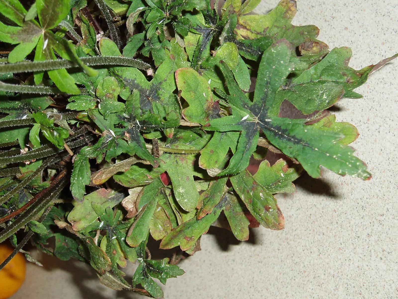 Foamflower (Tiarella Cordifolia) — reaching heights of 6 to 10 inches