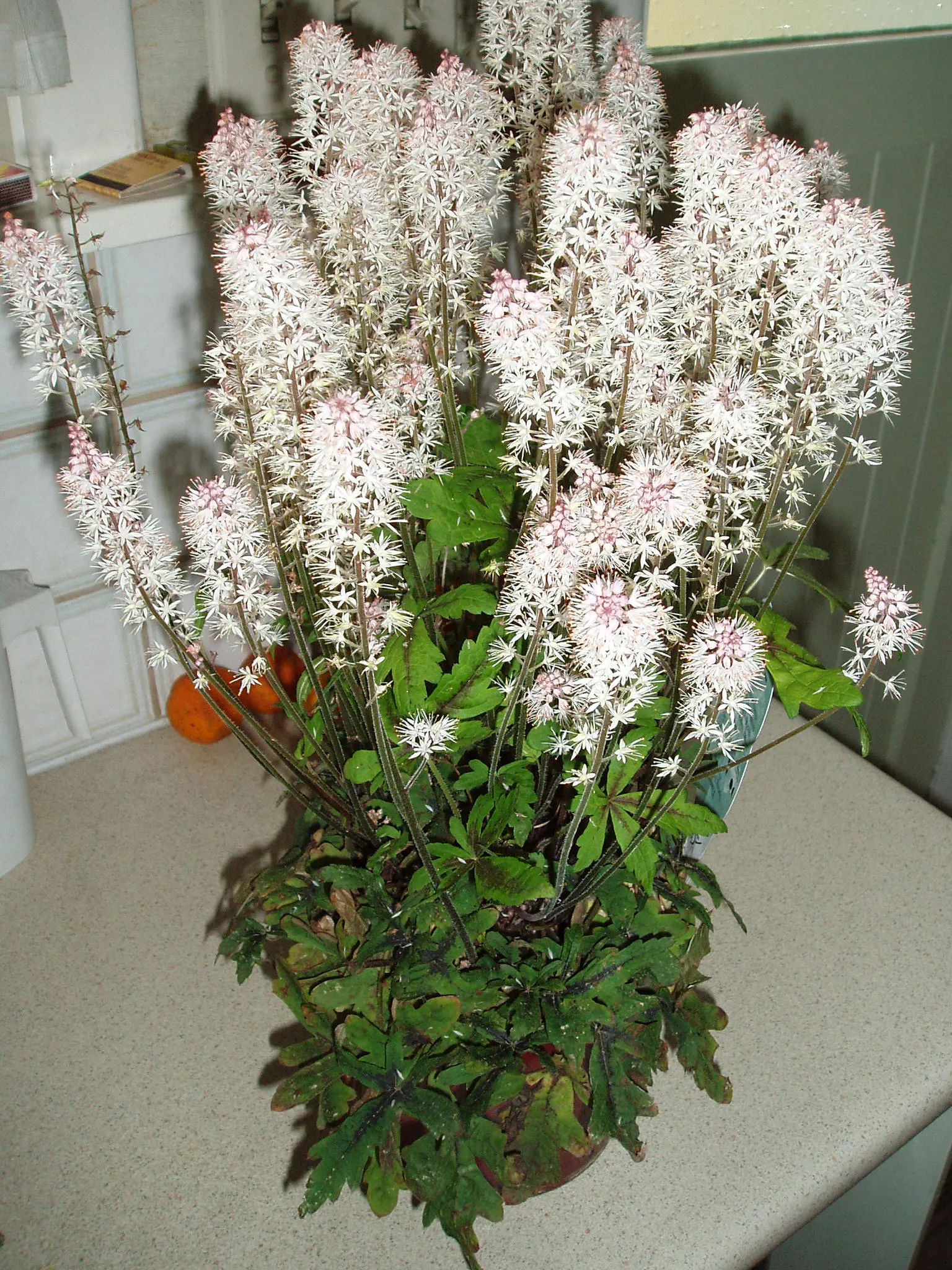 Foamflower (Tiarella Cordifolia) — The Foamflower, or Tiarella cordifolia, is a charming perennial native to the woodlands of North America; hearty, image 123