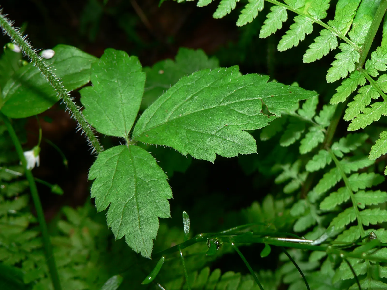 Foamflower (Tiarella Cordifolia) — Ideal for USDA zones 3-8, it thrives in moist, well-drained soil; highlight its ease of care and its capacity to attract