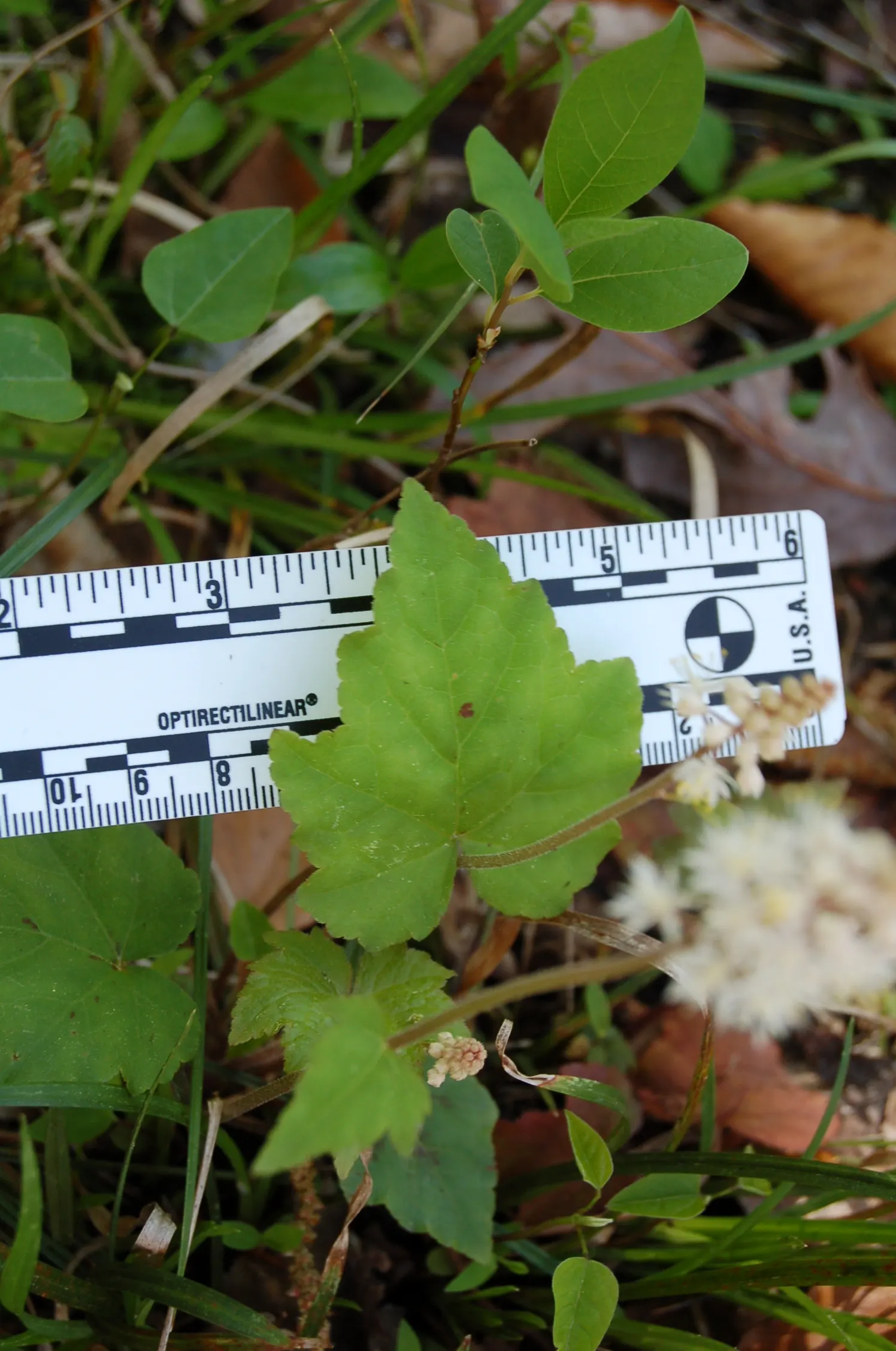 Foamflower (Tiarella Cordifolia) — ground cover / perennial / wildflower for half or shade; making it not only a beautiful addition to their garden, image 116