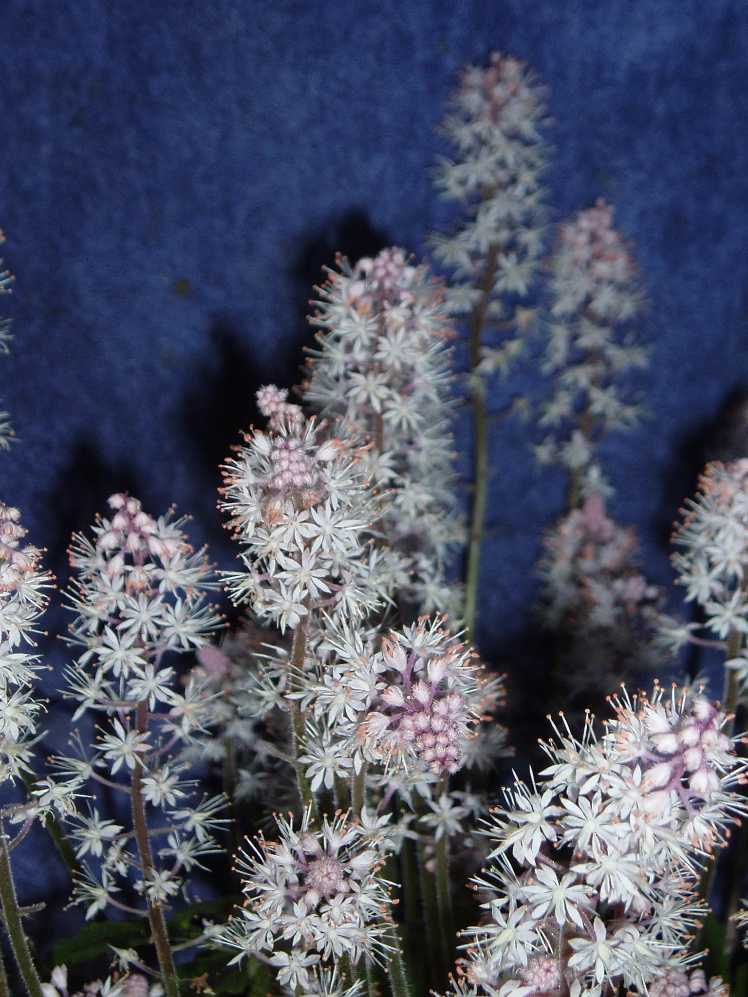 Foamflower (Tiarella Cordifolia) — well-drained soil with high organic content; and it performs admirably in USDA hardiness zones 3 through 8, image 78