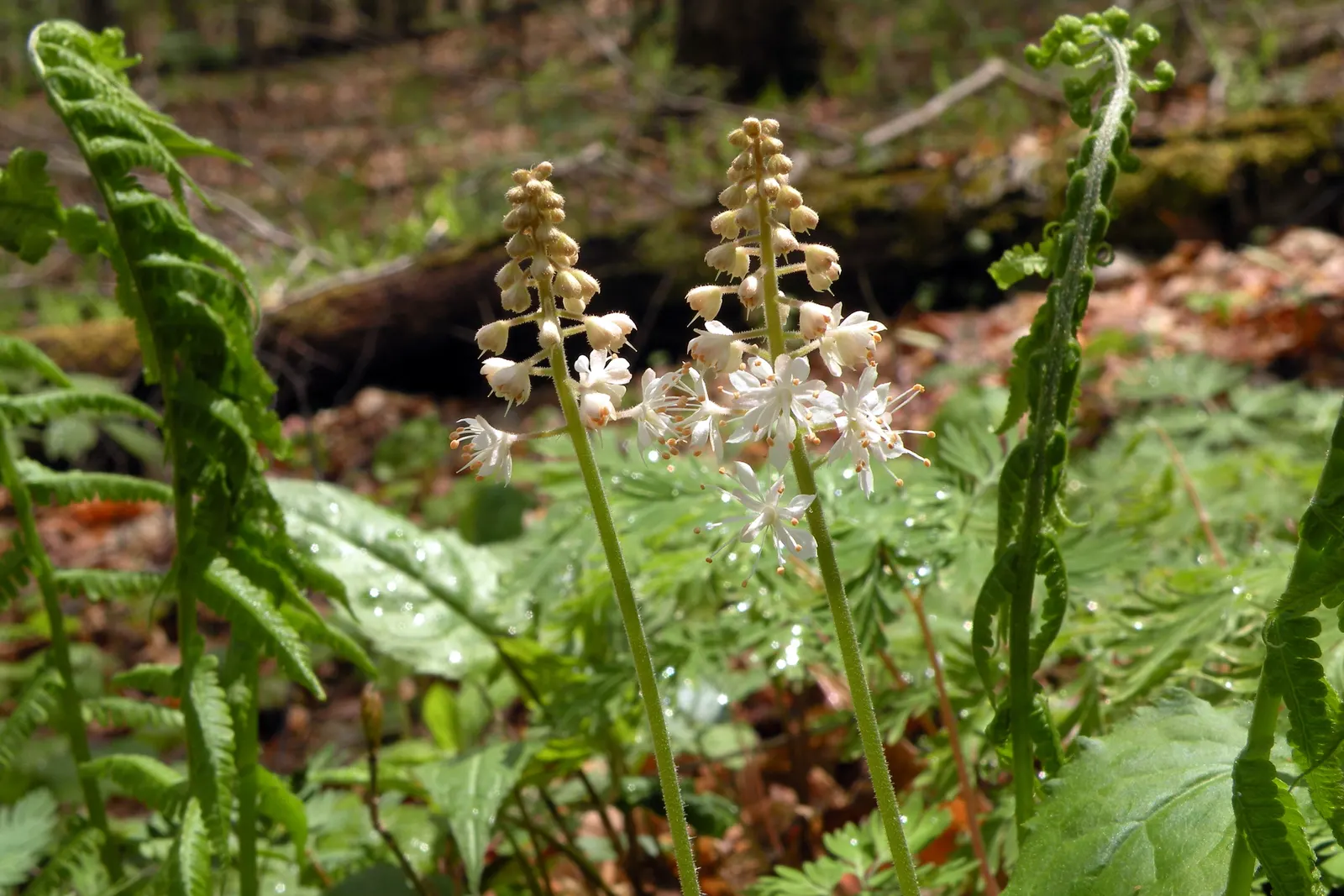 Foamflower (Tiarella Cordifolia) — The Tiarella cordifolia, commonly known as Foamflower, is a charming, shade-loving perennial; ideal for USDA, image 117