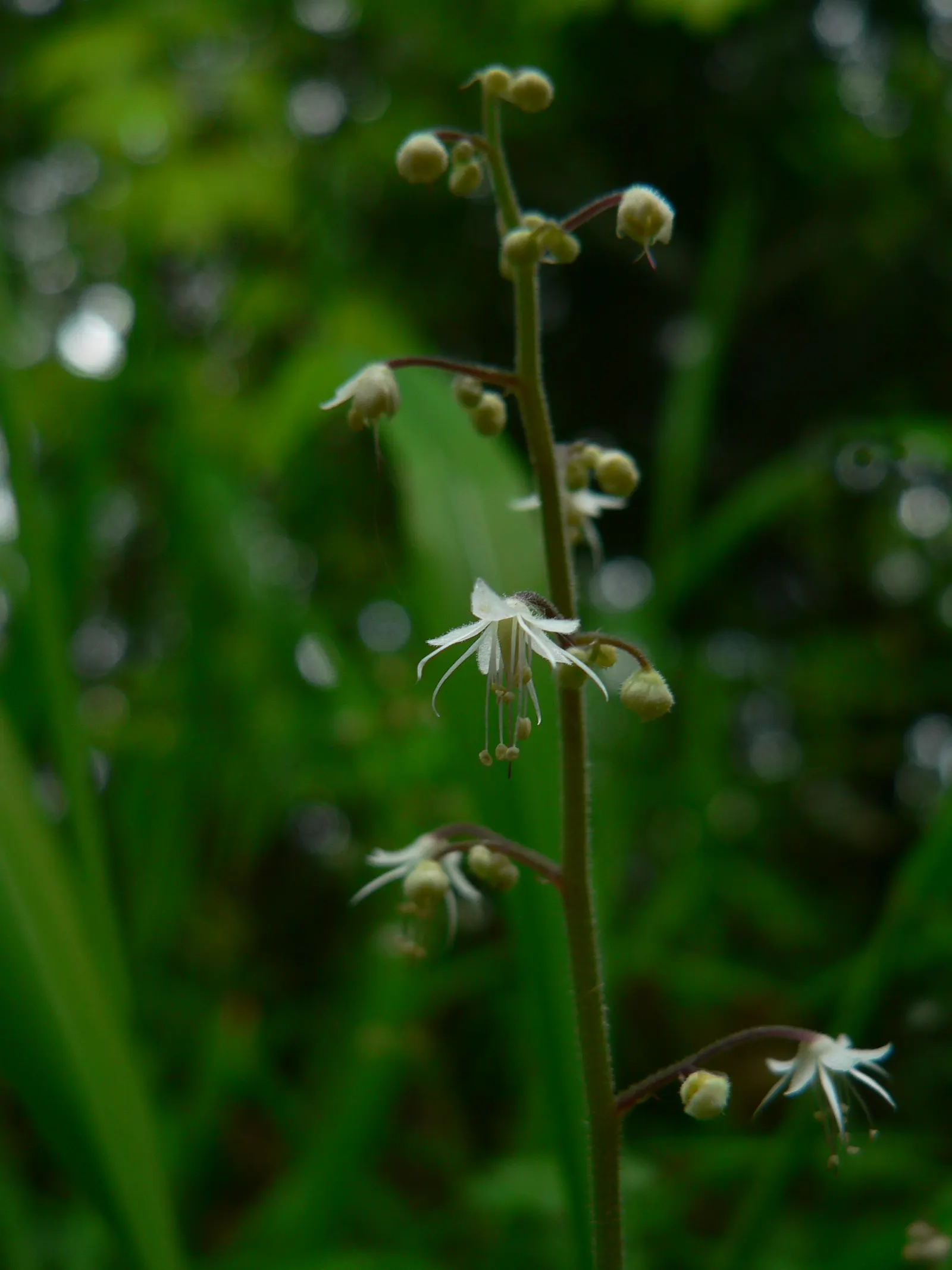 Foamflower (Tiarella Cordifolia) — Foamflower spreads steadily, making it a perfect ground cover that adds a delicate woodland aesthetic; with, image 121