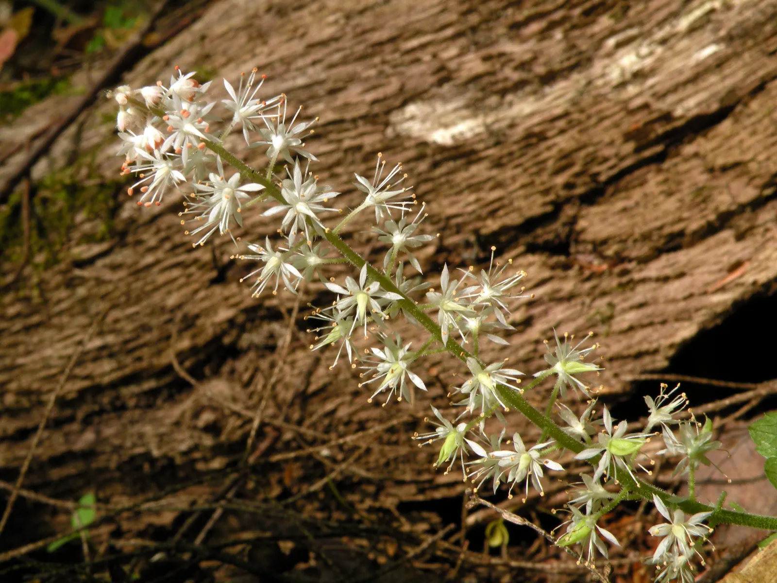 Foamflower (Tiarella Cordifolia) — which unfurl in a lush carpet; its heart-shaped leaves and frothy white flowers create a carpet of texture