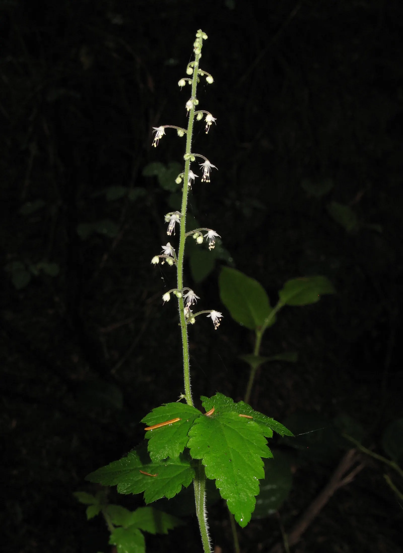 Foamflower (Tiarella Cordifolia) — ground cover / perennial / wildflower with white blooms