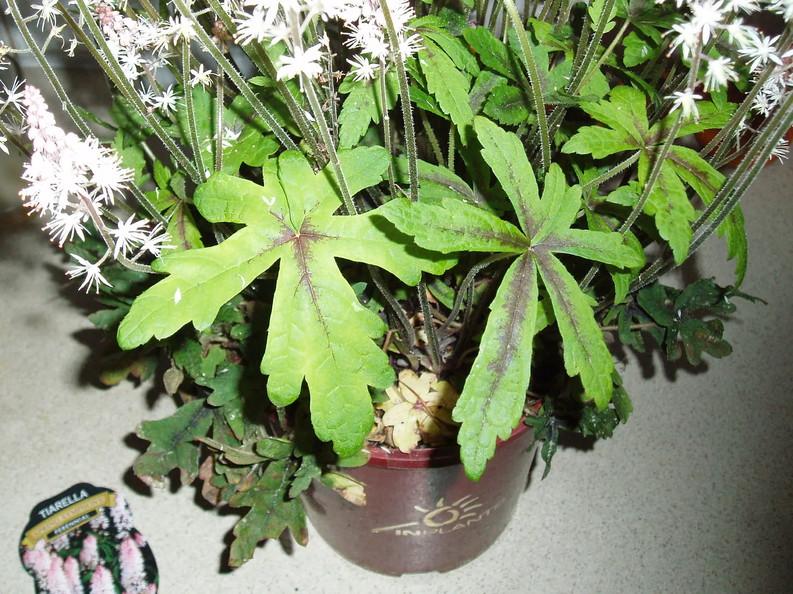 Foamflower (Tiarella Cordifolia) — making it not only a beautiful addition to their garden but beneficial for local ecosystems as well; foamflower, image 113