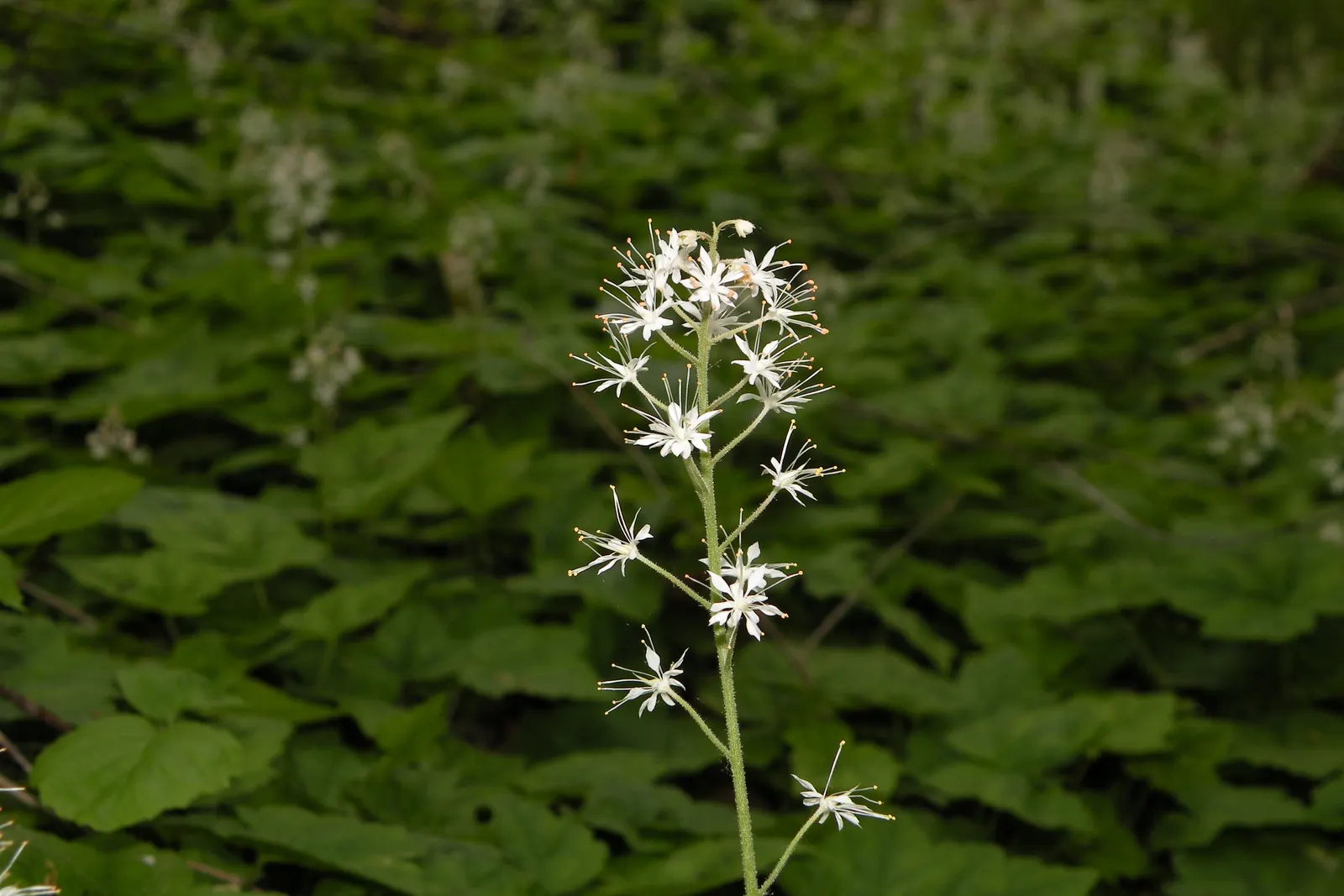 Foamflower (Tiarella Cordifolia) — The Tiarella cordifolia, commonly known as Foamflower, is a charming, shade-loving perennial; ideal for USDA zones 3-8, it