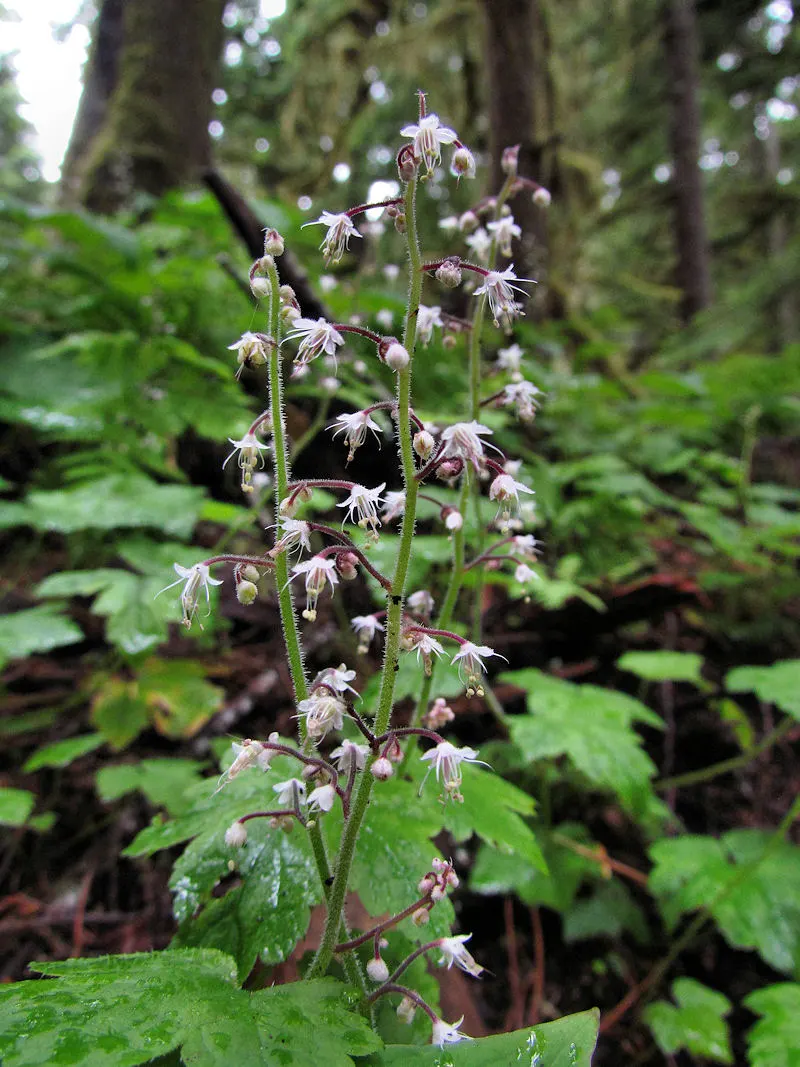 Foamflower (Tiarella Cordifolia) — ground cover / perennial / wildflower with white blooms; the Foamflower is an ideal choice for understory, image 115