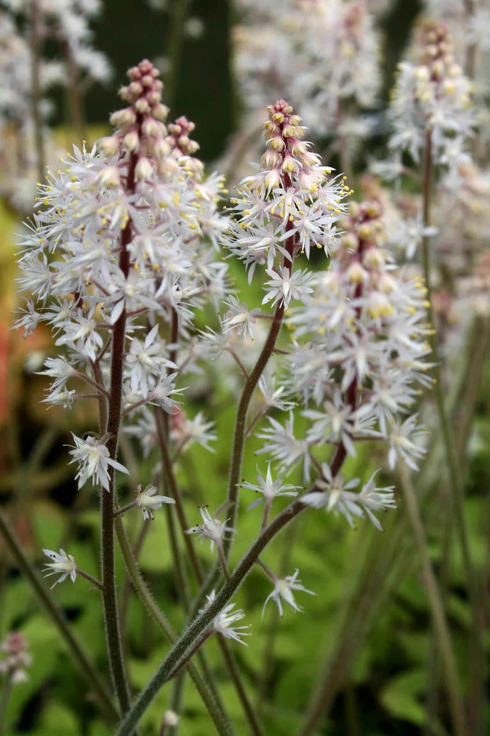 Foamflower (Tiarella Cordifolia) — highlight its ease of care and its capacity to attract pollinators like bees; white flowers in the garden, image 83