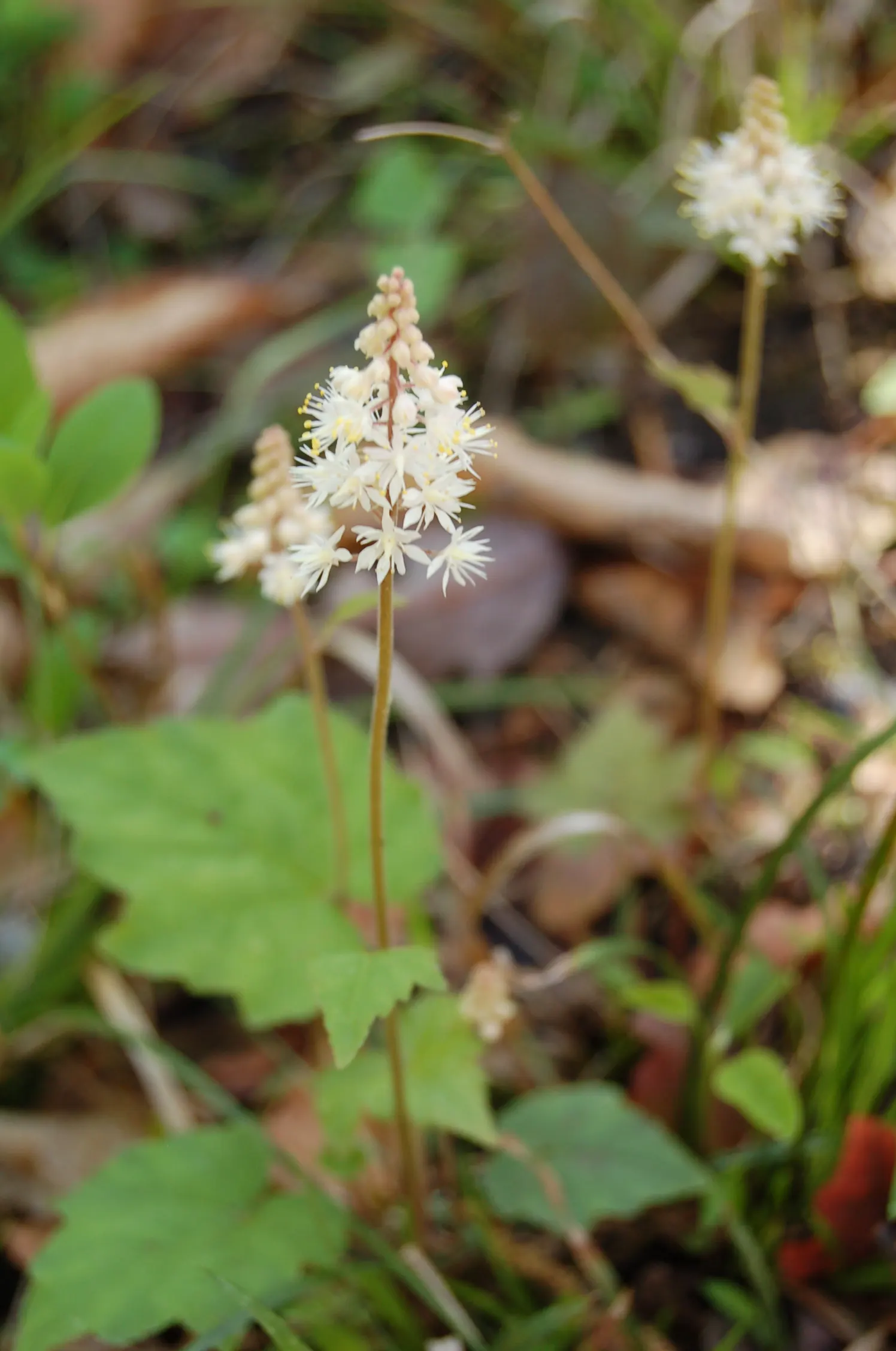 Foamflower (Tiarella Cordifolia) — hearty leaves below and providing a soft textural contrast within the landscape design; ground cover / perennial, image 104