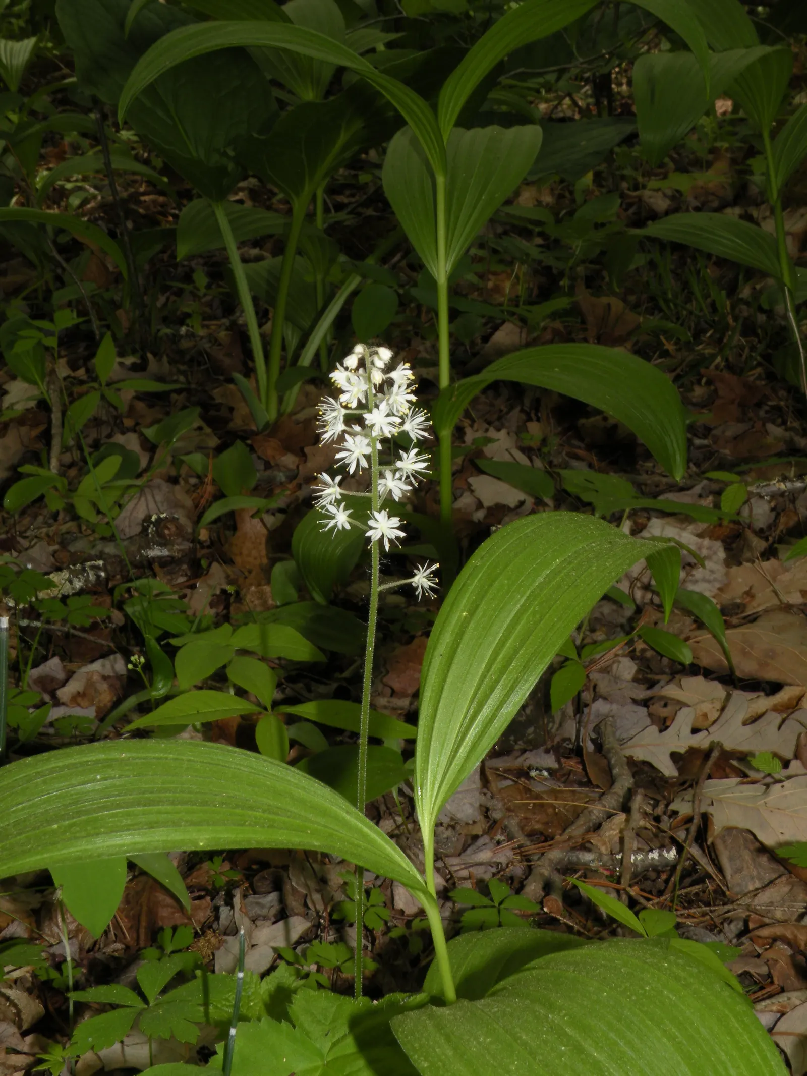 Foamflower (Tiarella Cordifolia) — which unfurl in a lush carpet
