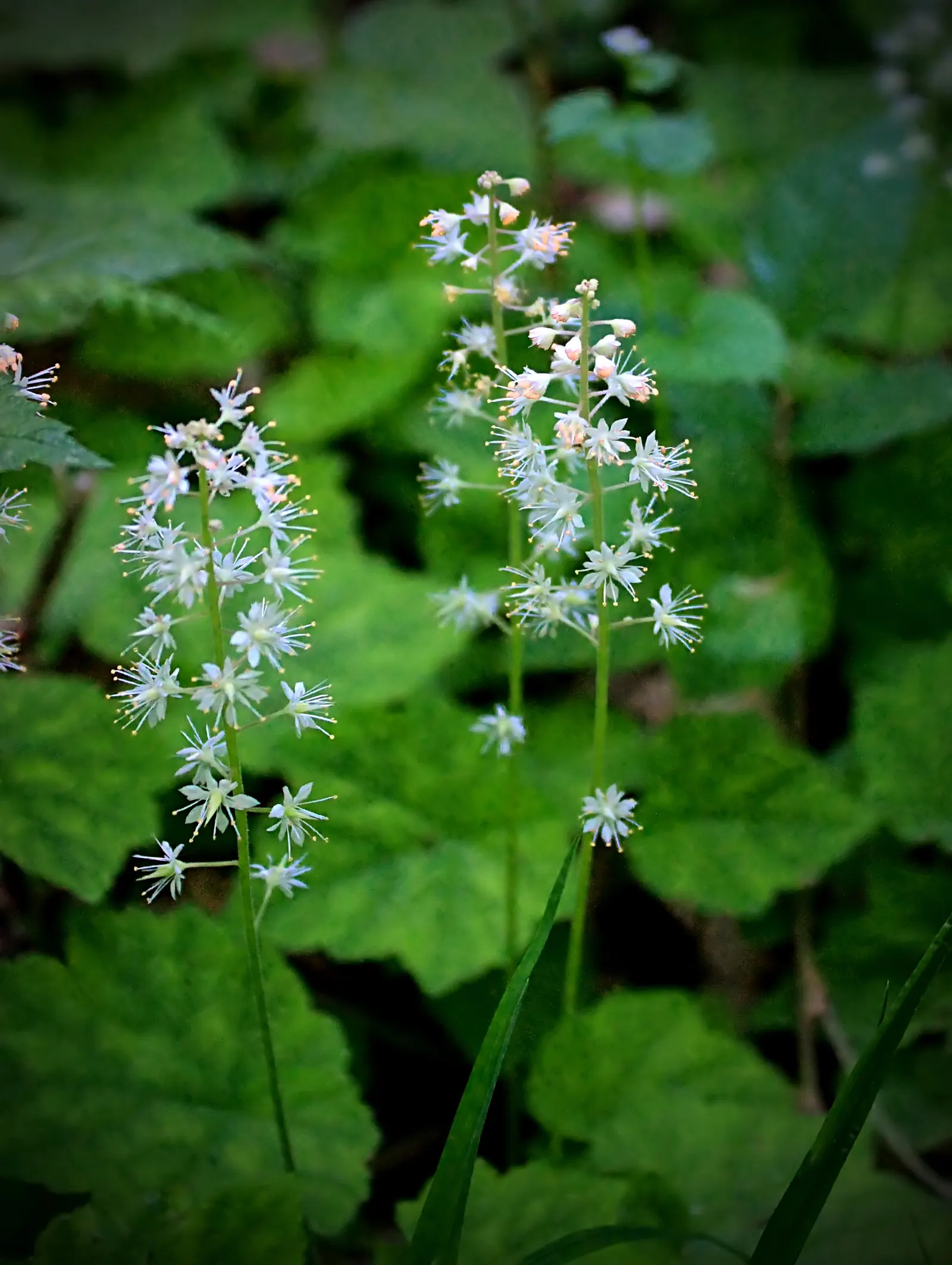 Foamflower (Tiarella Cordifolia) — the Foamflower is an ideal choice for understory plantings or as an accent in woodland gardens; foam-like, image 106