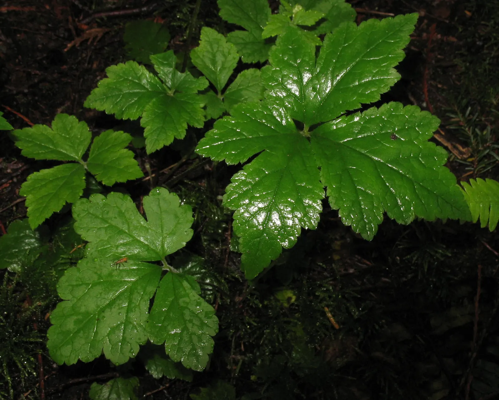 Foamflower (Tiarella Cordifolia) — well-drained soil with high organic content; and it performs admirably in USDA hardiness zones 3 through 8