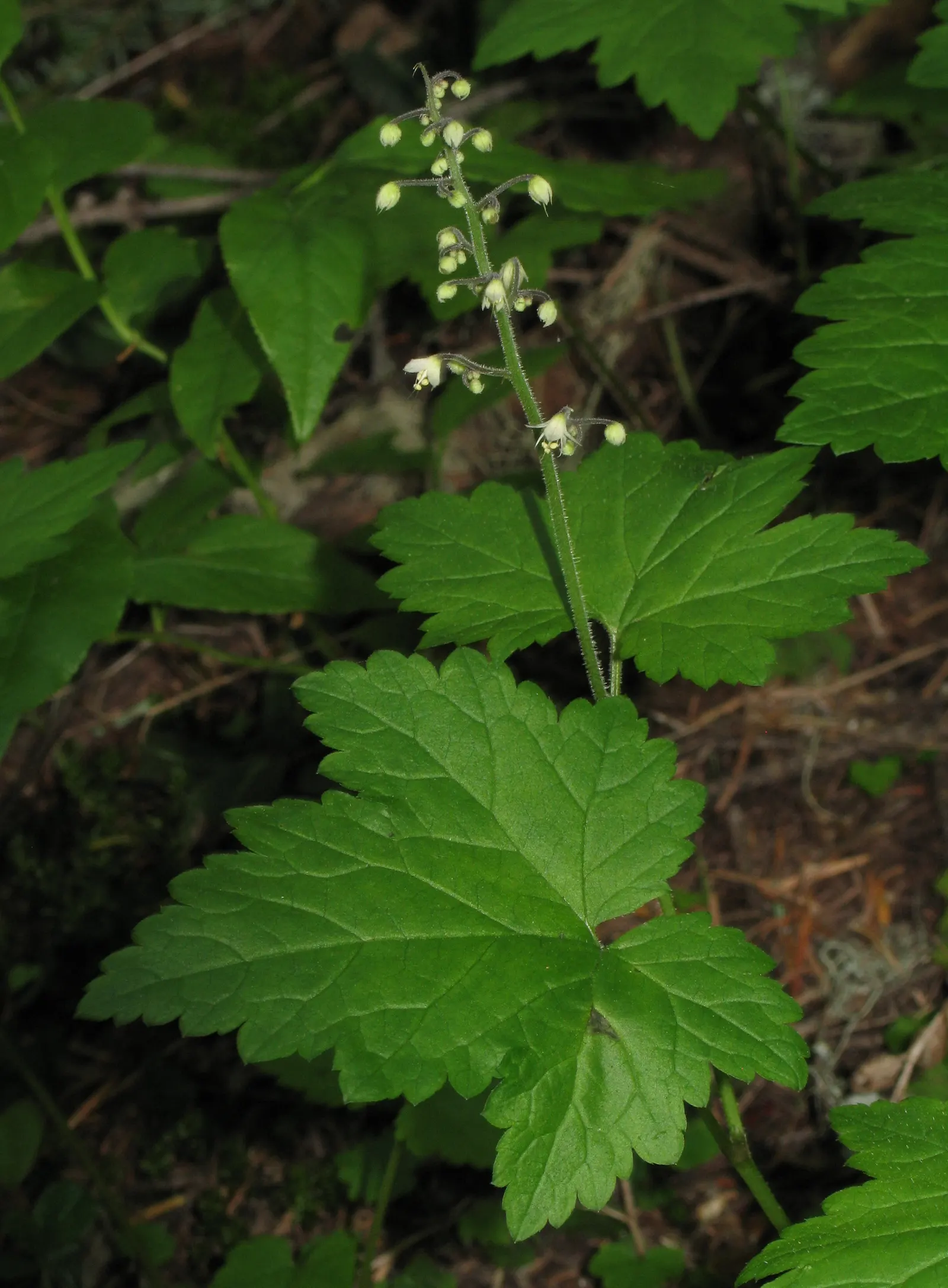 Foamflower (Tiarella Cordifolia) — reaching heights of 6 to 10 inches, image 44