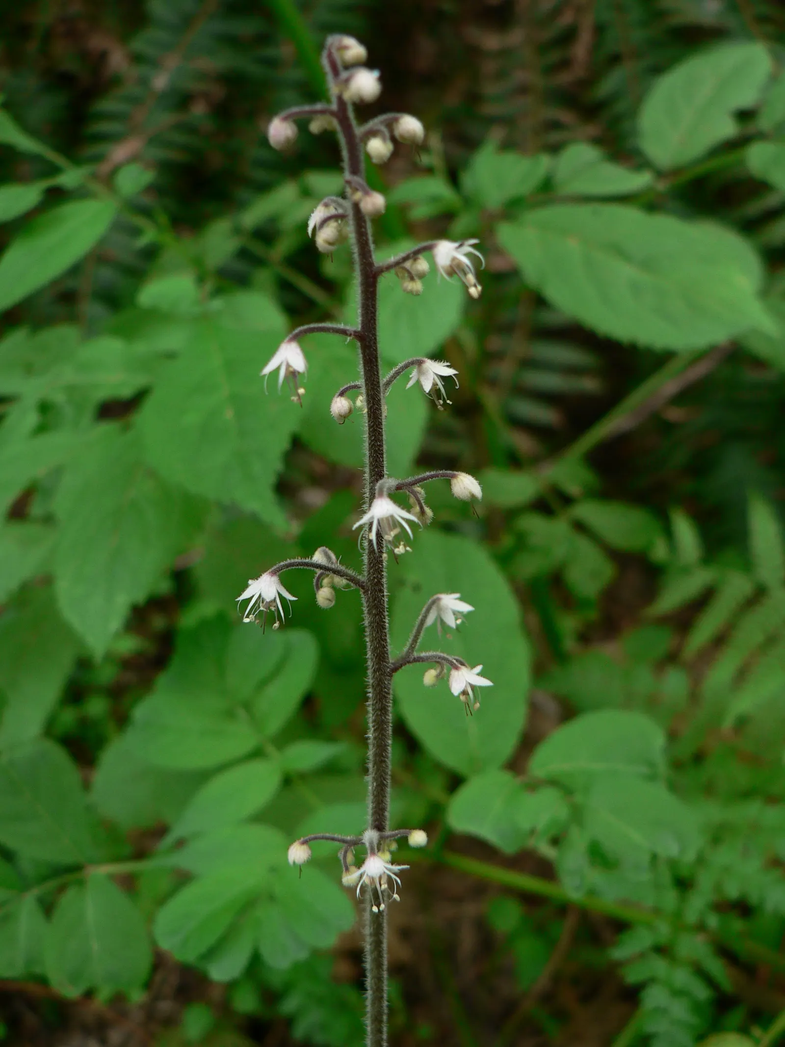 Foamflower (Tiarella Cordifolia) — hearty leaves below and providing a soft textural contrast within the landscape design